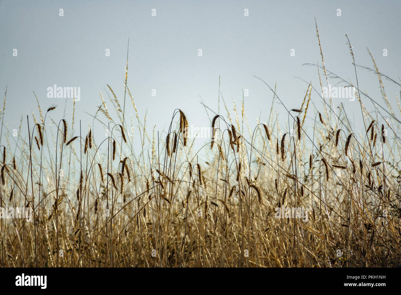 Segale contro sky, vista in prospettiva dal basso in estate Foto Stock