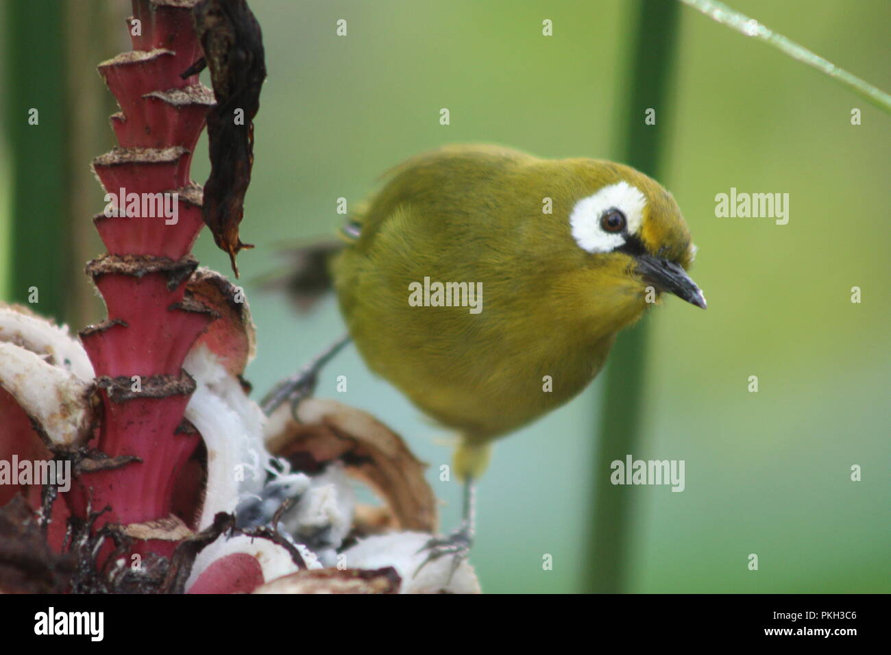 Ampia-inanellati bianco-eyed Bird Foto Stock