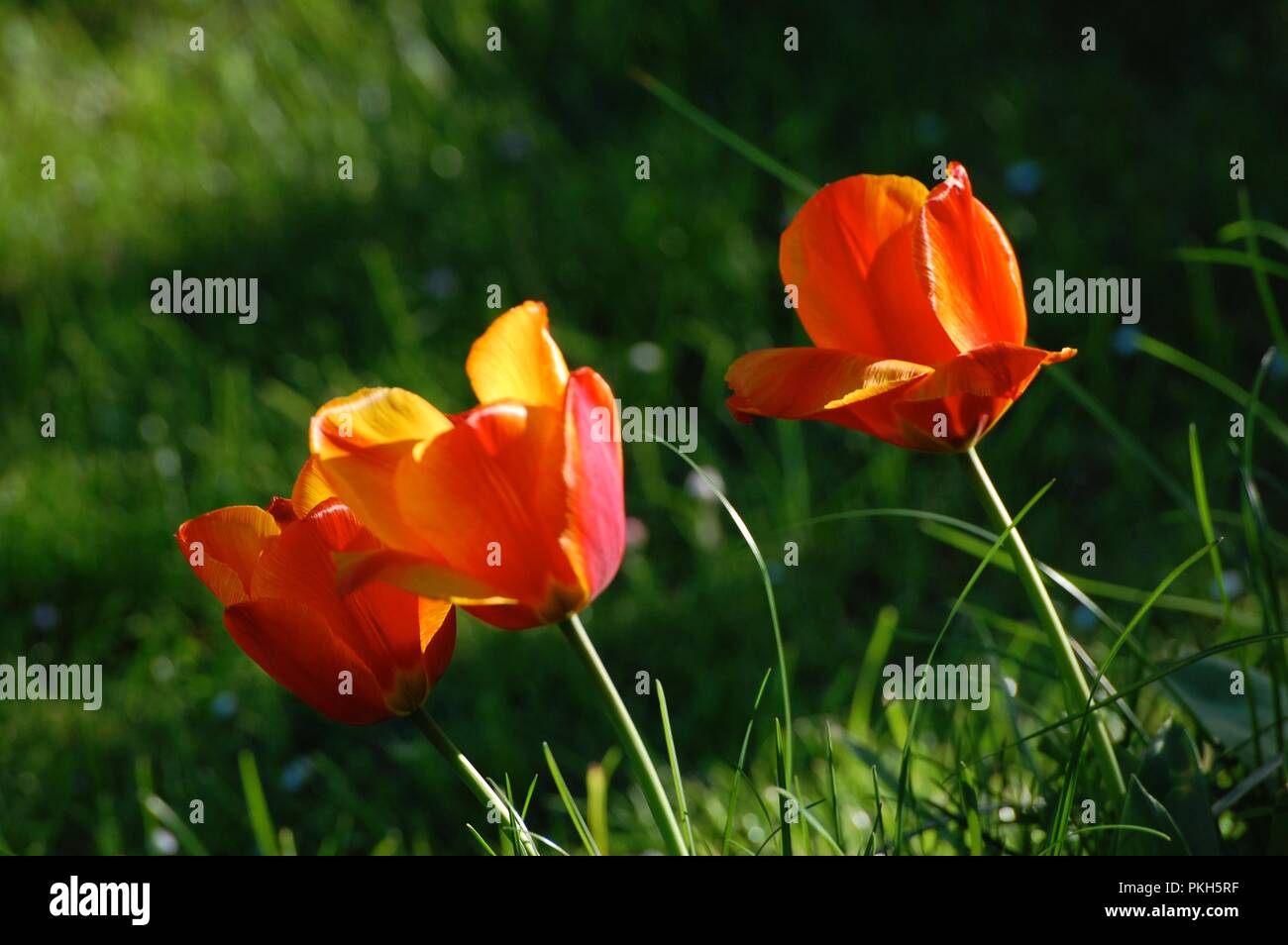 Tre tulipani rossi Foto Stock