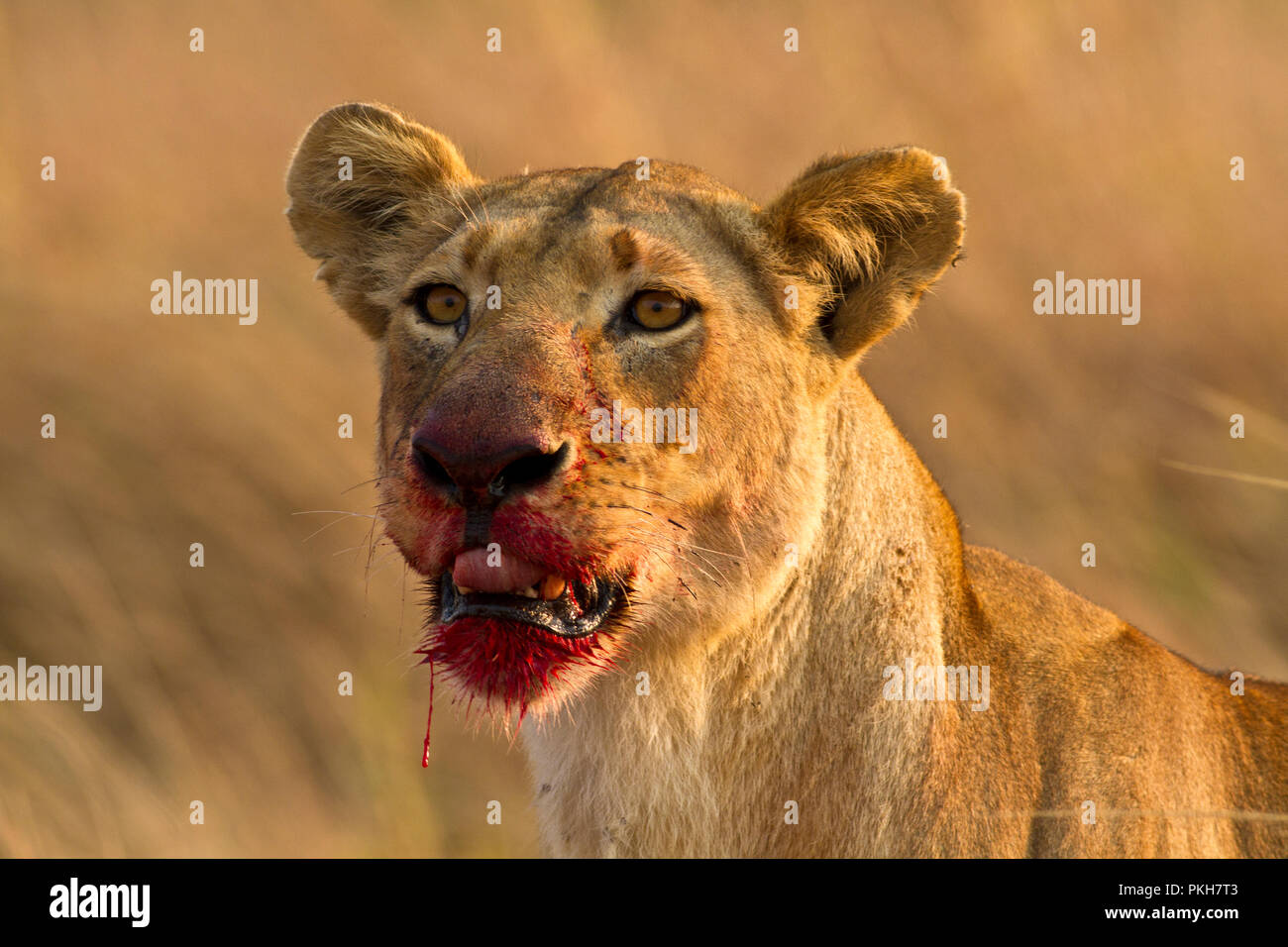 Una leonessa si prende una pausa dal mangiare un recentemente ucciso buffalo Foto Stock