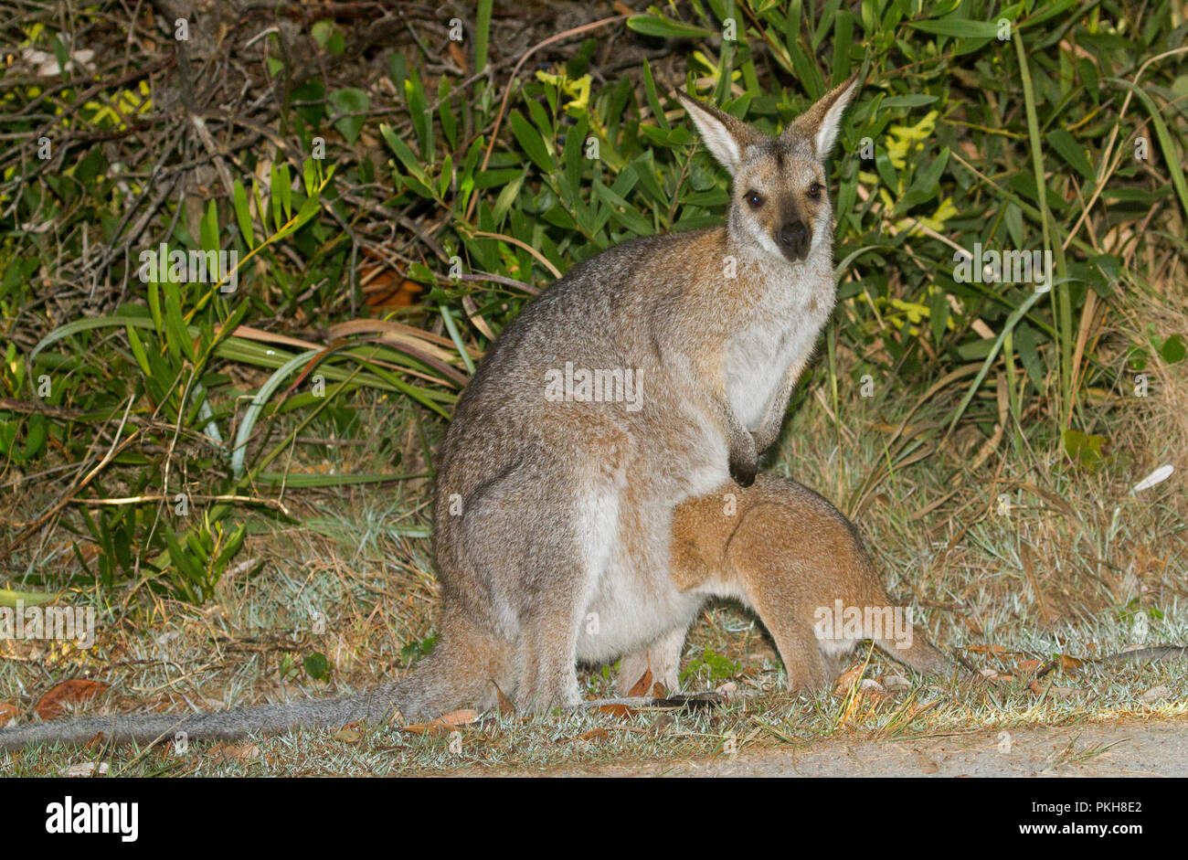 Australiano della red-un wallaby dal collo, Macropus rufogriseus, con grandi joey cercando di entrare nelle sue pouch - nel selvaggio a affollata Bay National Park in NSW Foto Stock