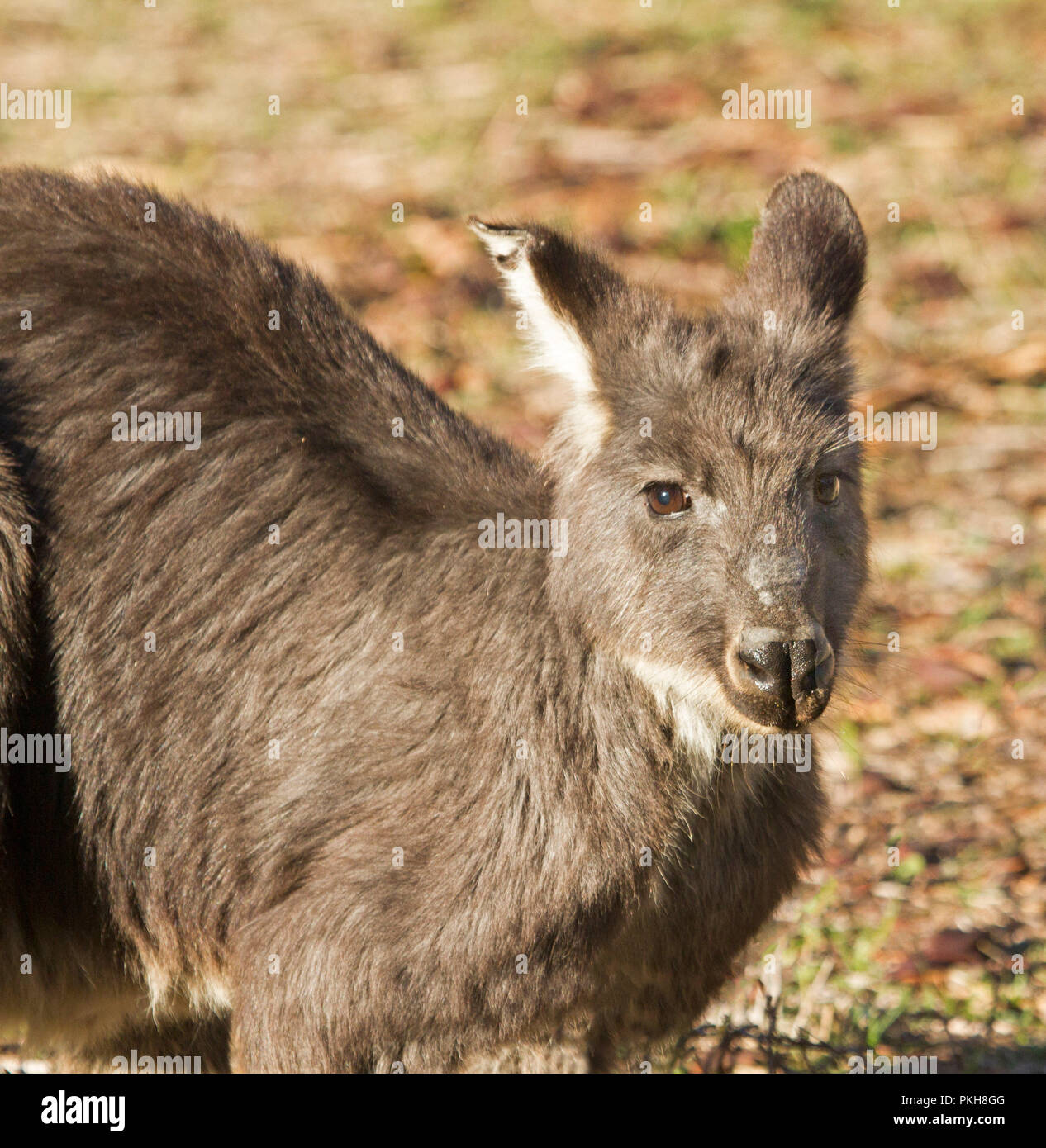 Faccia di australiano wallaroo orientale, Macropus robustus, fissando la telecamera - nel selvaggio a Warrumbungle National Park in NSW Foto Stock