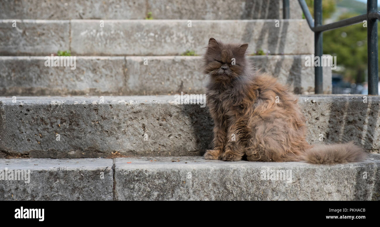 Uno dei tanti gatti di Dubrovnik, Croazia, Europa Foto stock - Alamy