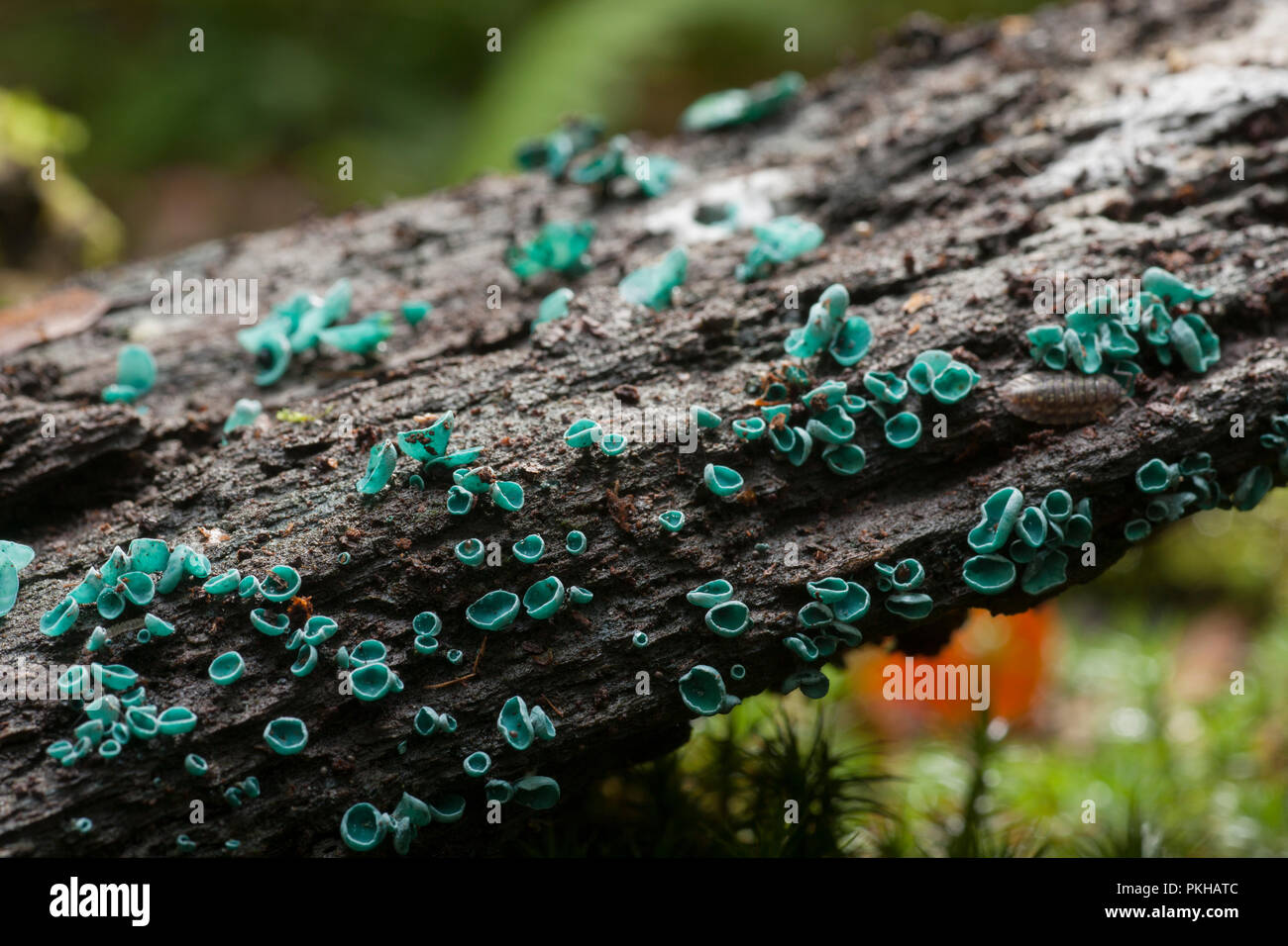 Green Elf Cup funghi, Chlorosplenium aeruginascens, che cresce su un marcio ramo di albero nella foresta New Hampshire England Regno Unito GB Foto Stock