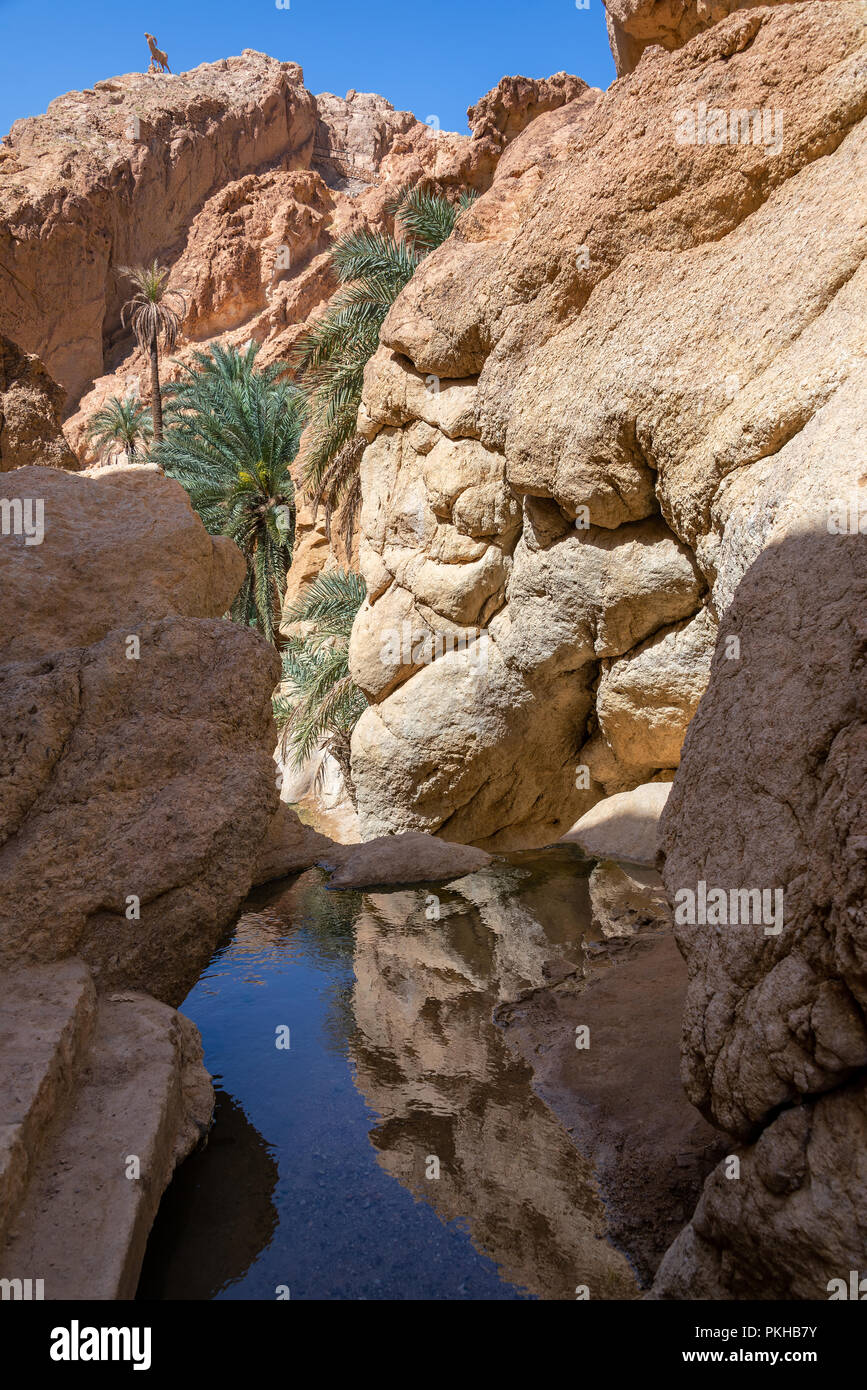 Oasi nel deserto del Sahara in Chebika, Tunisia Foto Stock