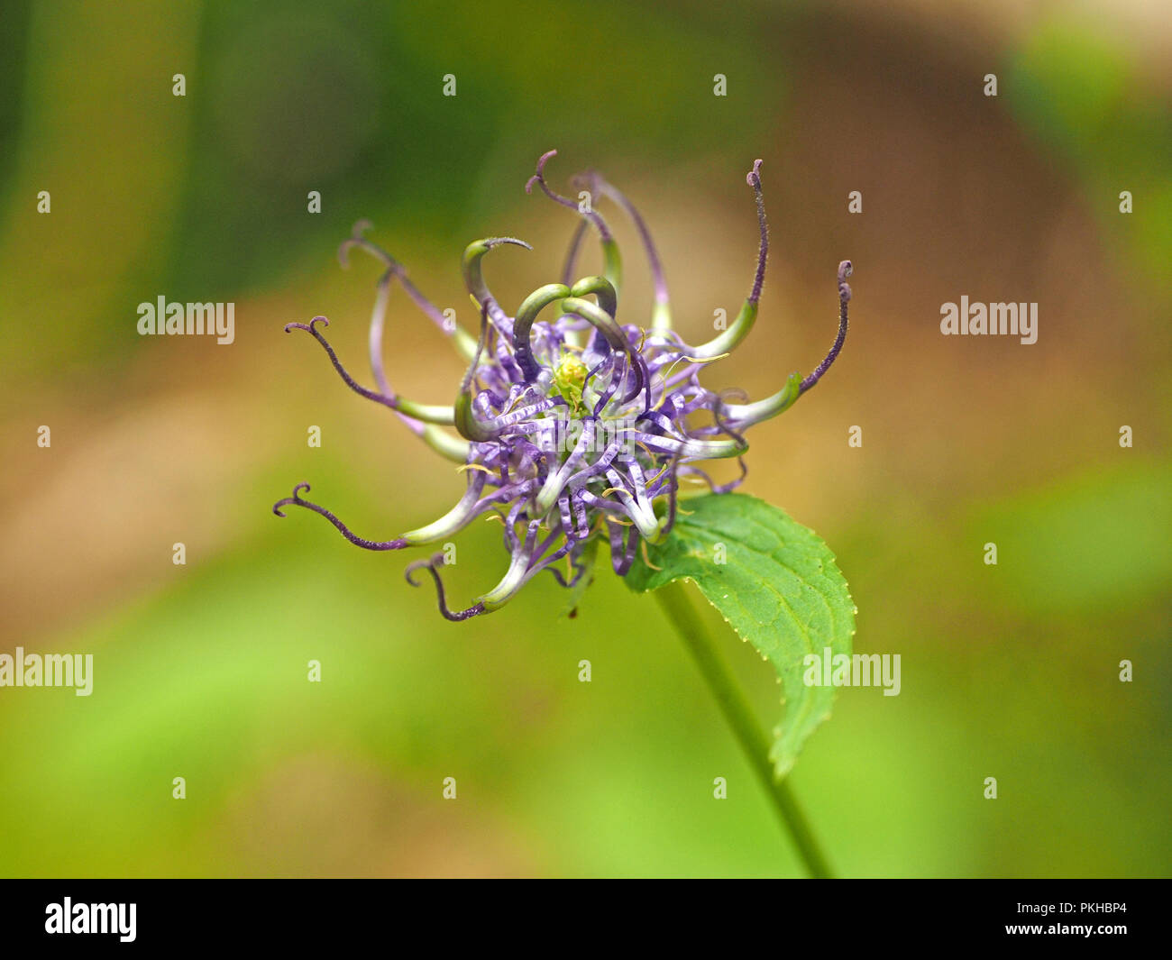 Trascorso il fiore di testa tonda (Rampion Phyteuma orbiculare) con artistiche aggrovigliato petali e sepali ricci in Ariège Pyrénées, Francia Foto Stock