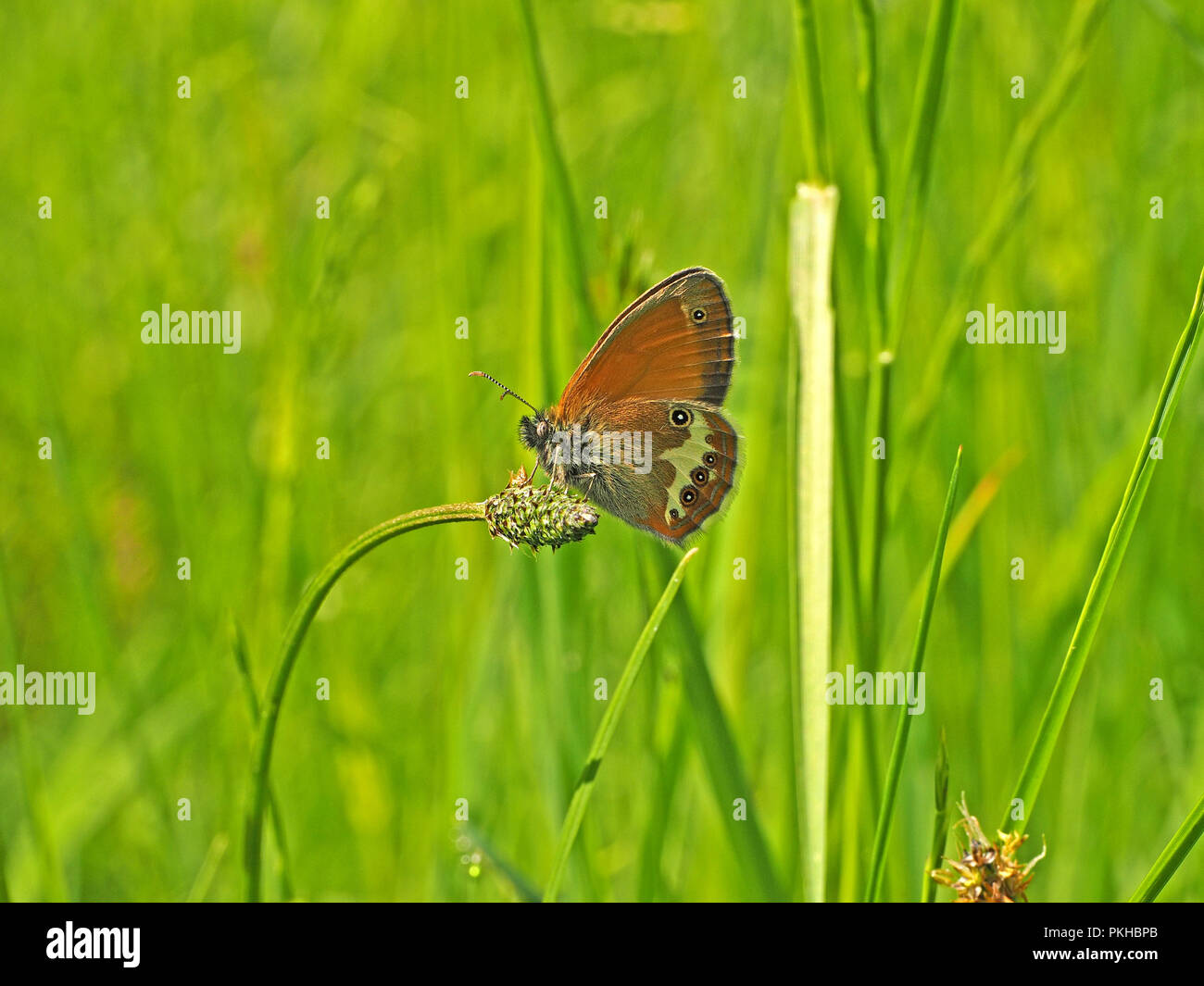 La brughiera di perla Butterfly (Coenonympha arcania) alimentazione su flowerhead di Ribwort piantaggine (Planzago lanceolata) in Ariège Pirenei,Francia Foto Stock