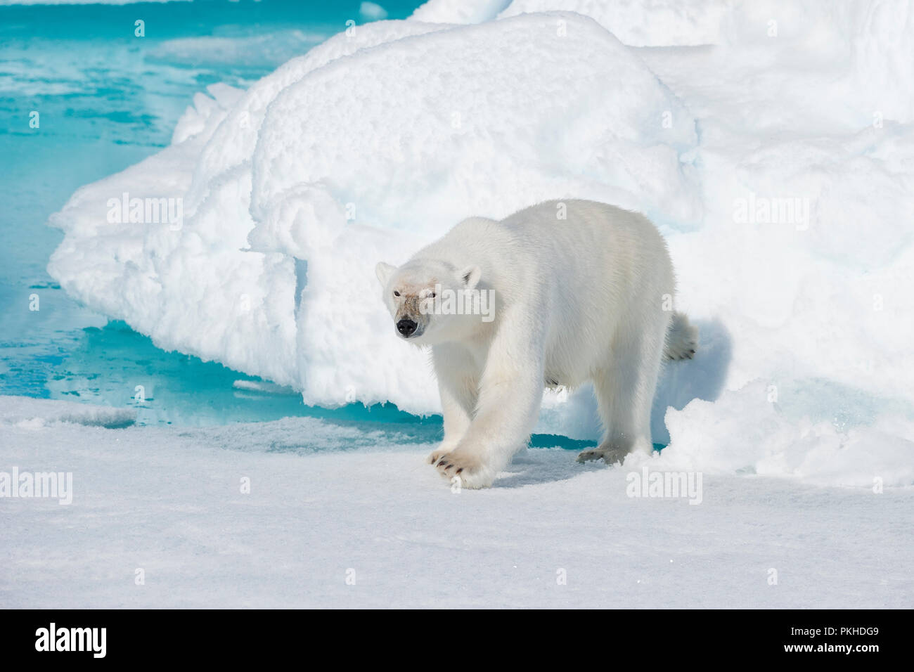 Orso polare, Ursus maritimus, a nord est della Groenlandia Costa, Groenlandia, Arctic Foto Stock