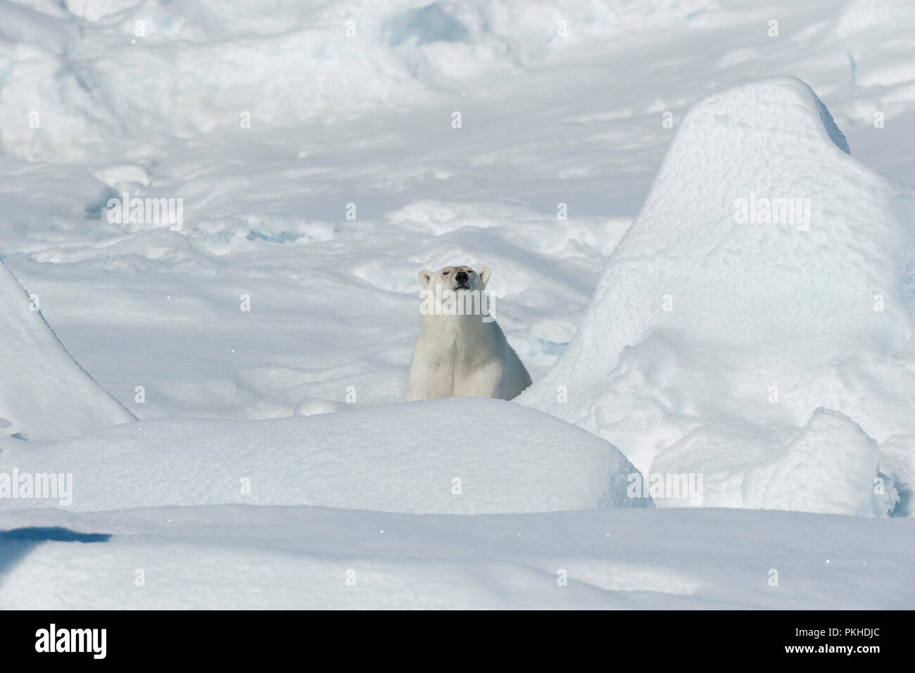 Orso polare, Ursus maritimus, a nord est della Groenlandia Costa, Groenlandia, Arctic Foto Stock