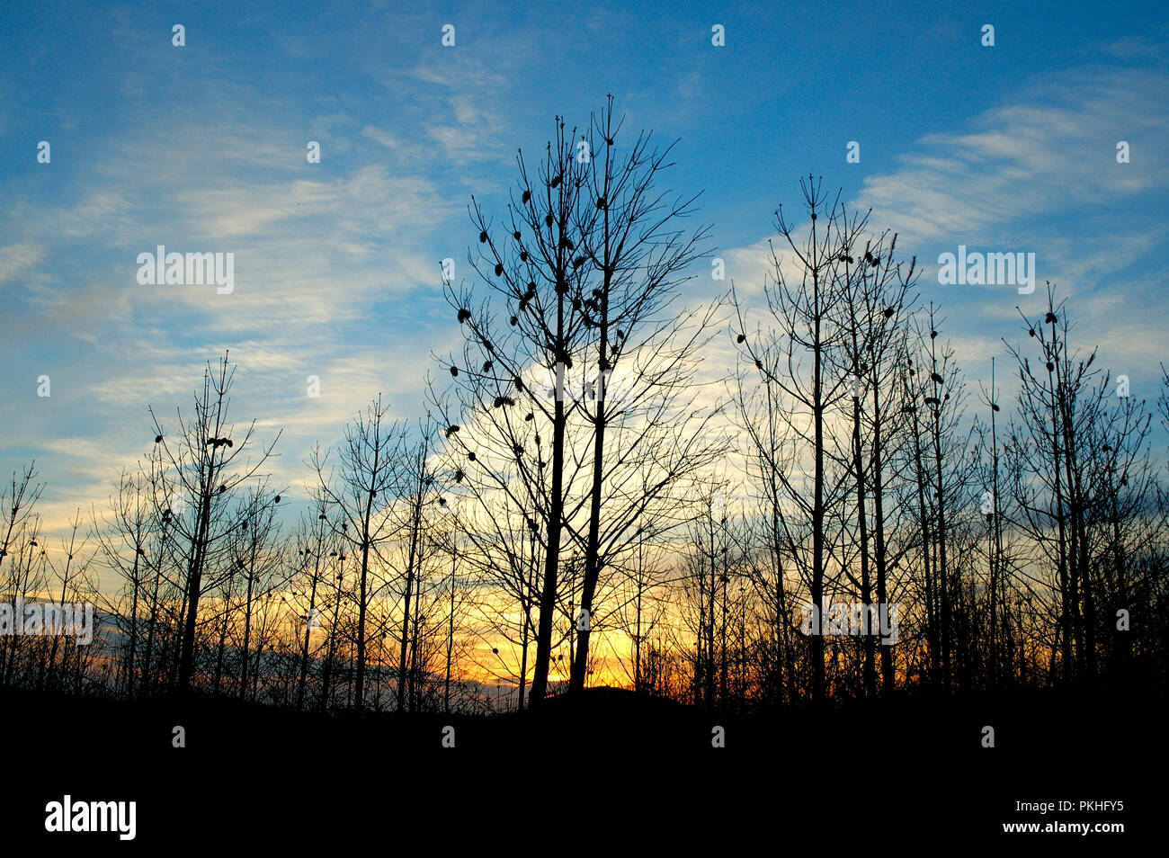 Alberi di pino dopo un wildfire. Ladeira, Beira Baixa. Portogallo Foto Stock