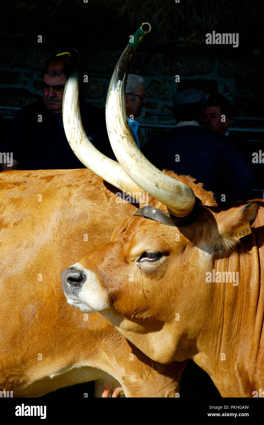 Un barrosã o vacca cachena da Montalegre. Trás-os-Montes, Portogallo Foto Stock
