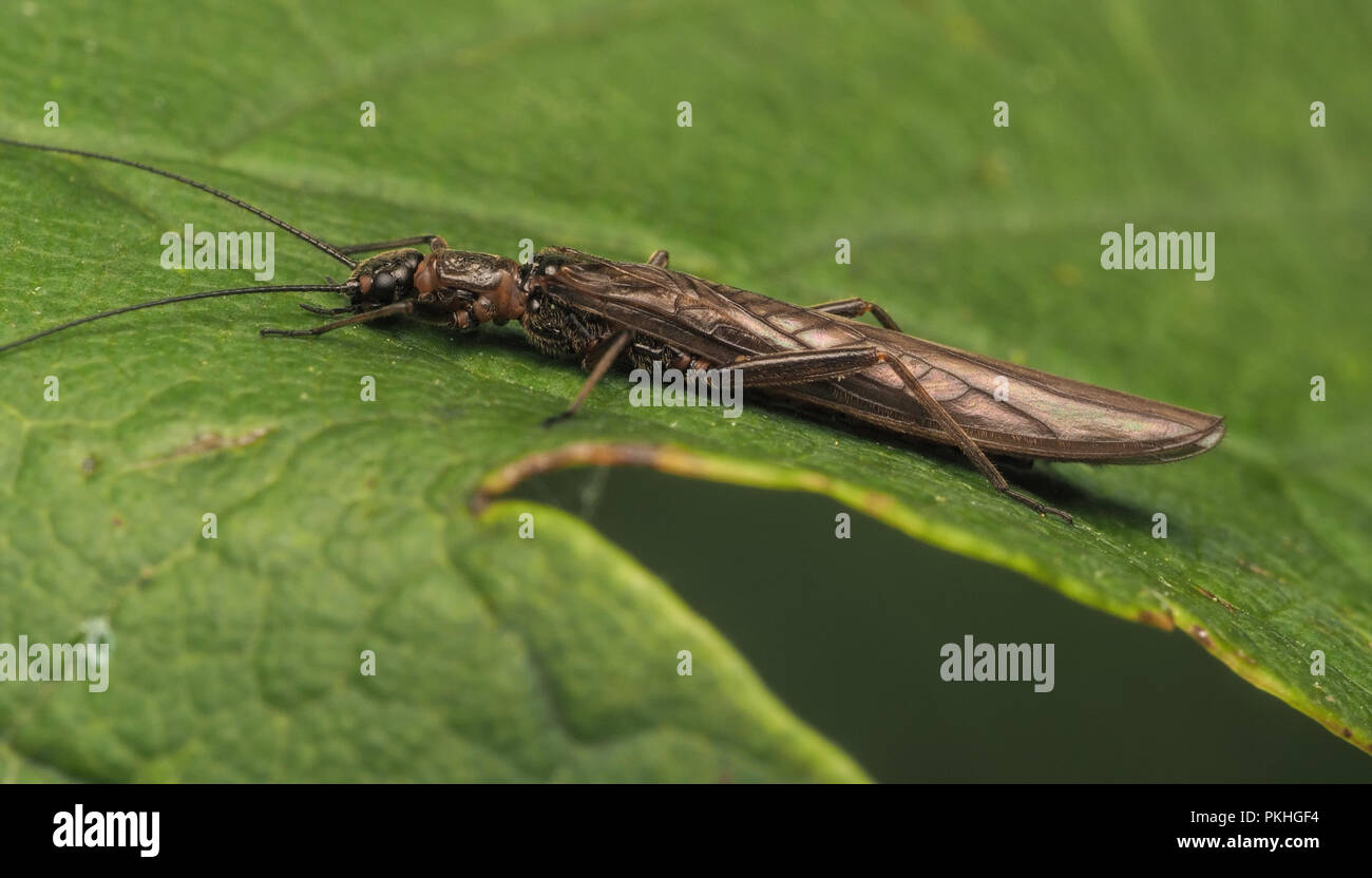 Stonefly (Leuctra fusca) a riposo su foglie di quercia. Tipperary, Irlanda Foto Stock