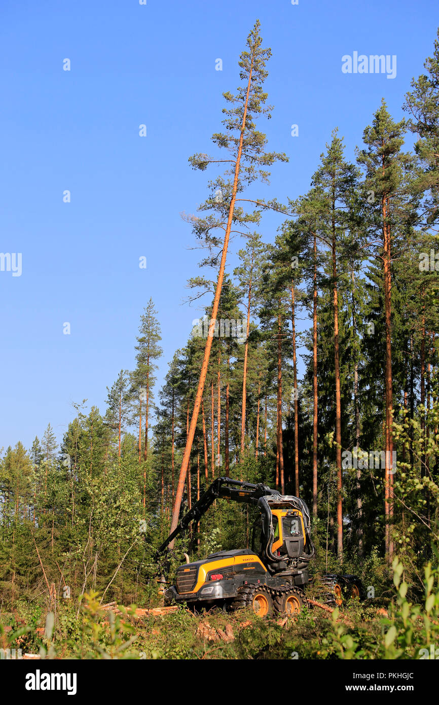 Scorpione Ponsse foresta macchina operatore è il taglio e la segagione di un albero di pino a foresta sito di registrazione in una giornata di sole. Jyvaskyla, Finlandia - 24 agosto 2018. Foto Stock