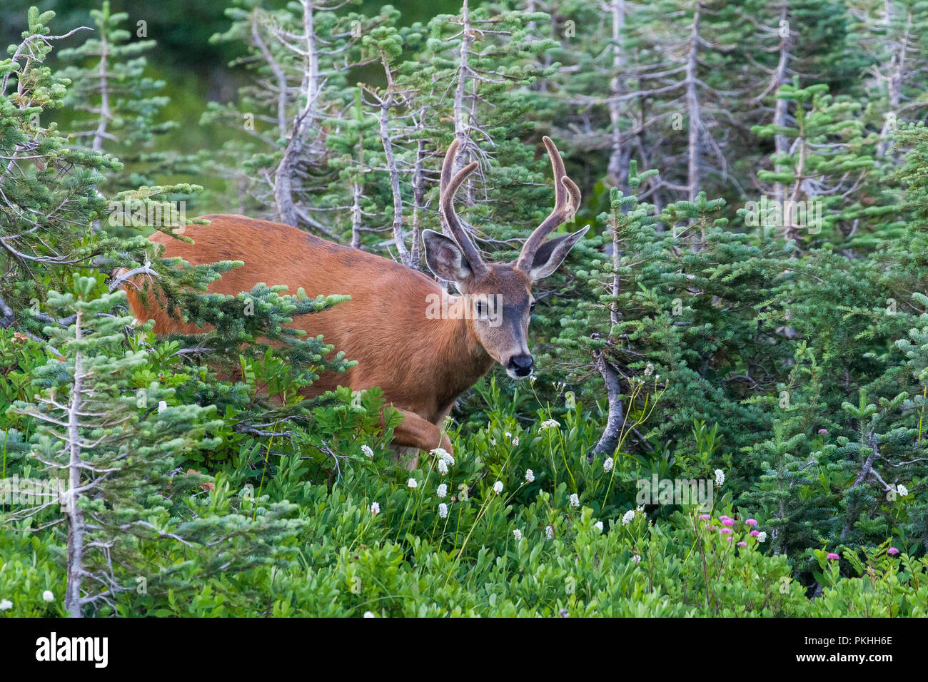 Due punti di buck con corna di velluto nella foresta a Mt. Rainier National Park Foto Stock