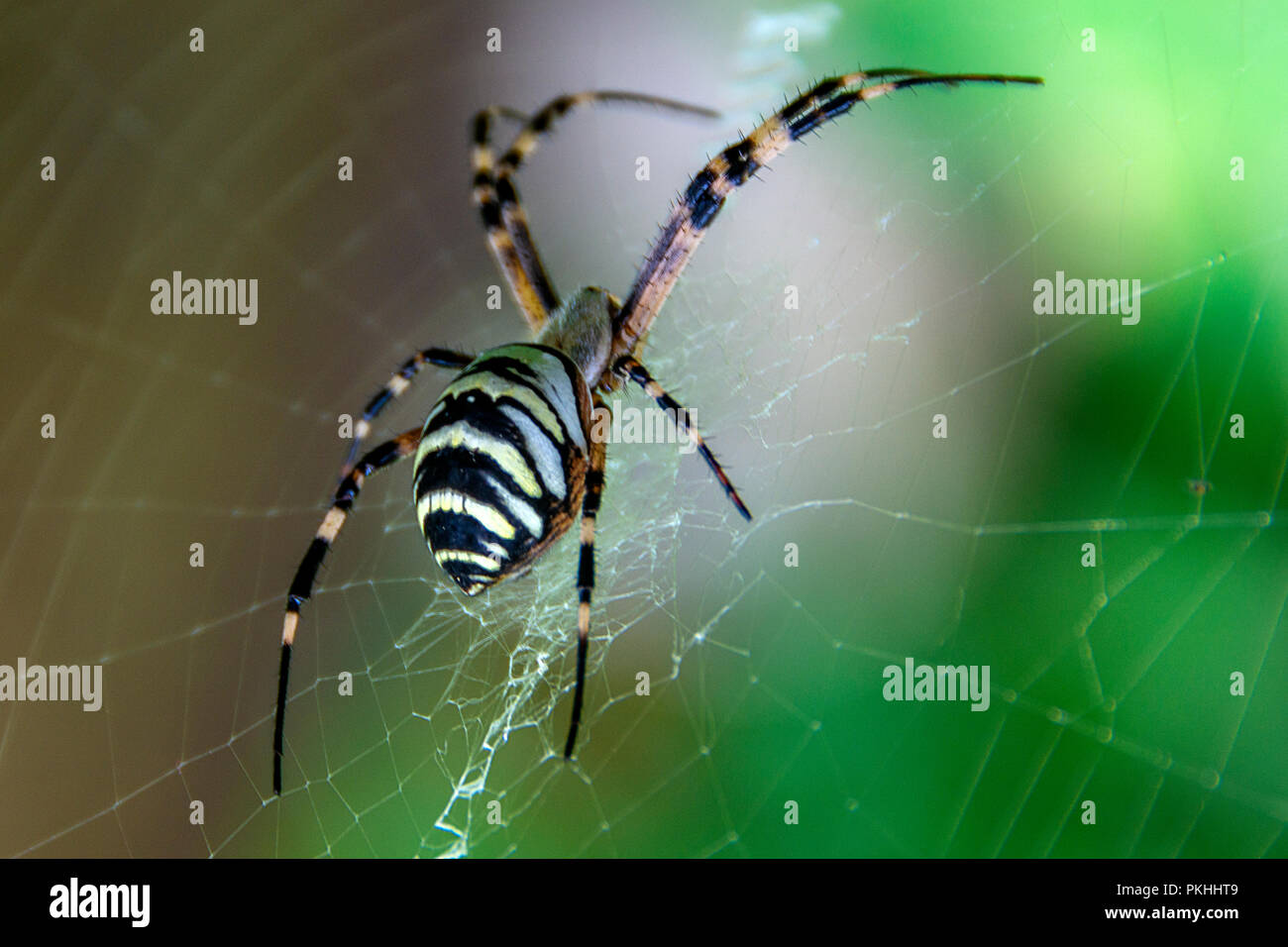 Striped spider e spider web Foto Stock