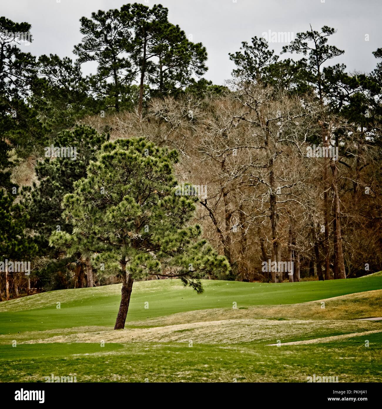 Il Woodlands TX USA - Febbraio 20, 2018 - Albero verde nel campo da Golf in The Woodlands TX Foto Stock