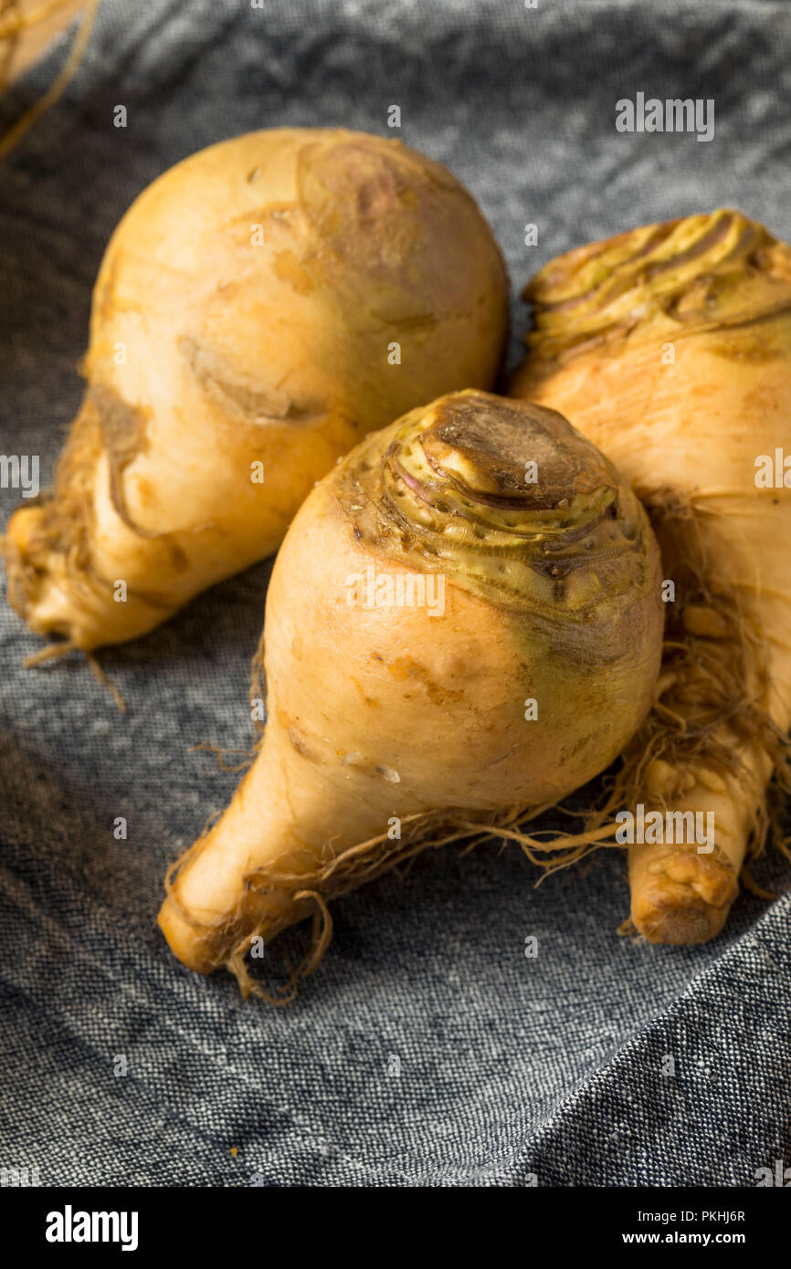 Un sano Materie organiche Rutabaga marrone ortaggi a radice Foto Stock