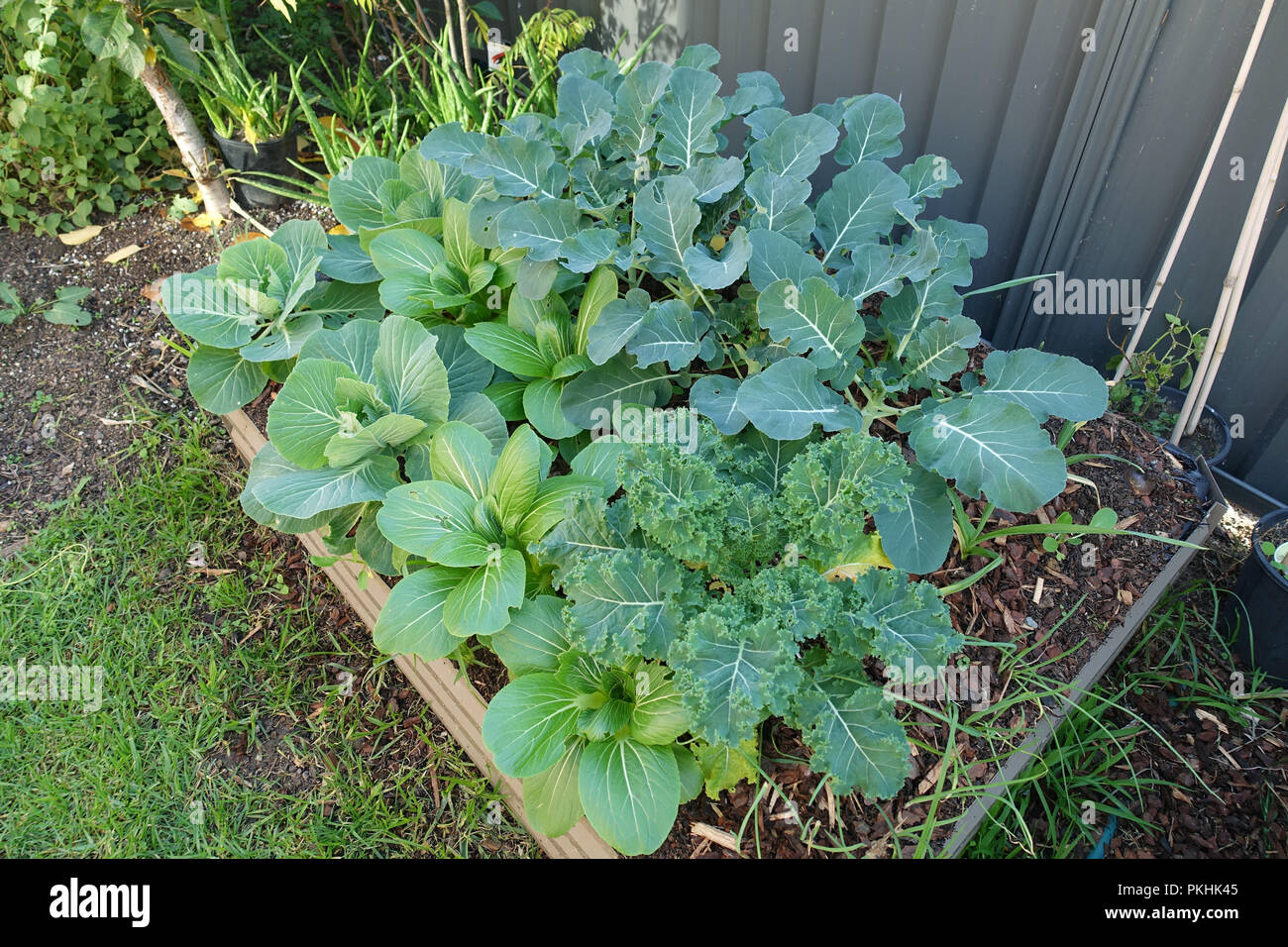 Crescendo il cavolo cinese o pak choi e broccoli su una patch vegetale Foto Stock