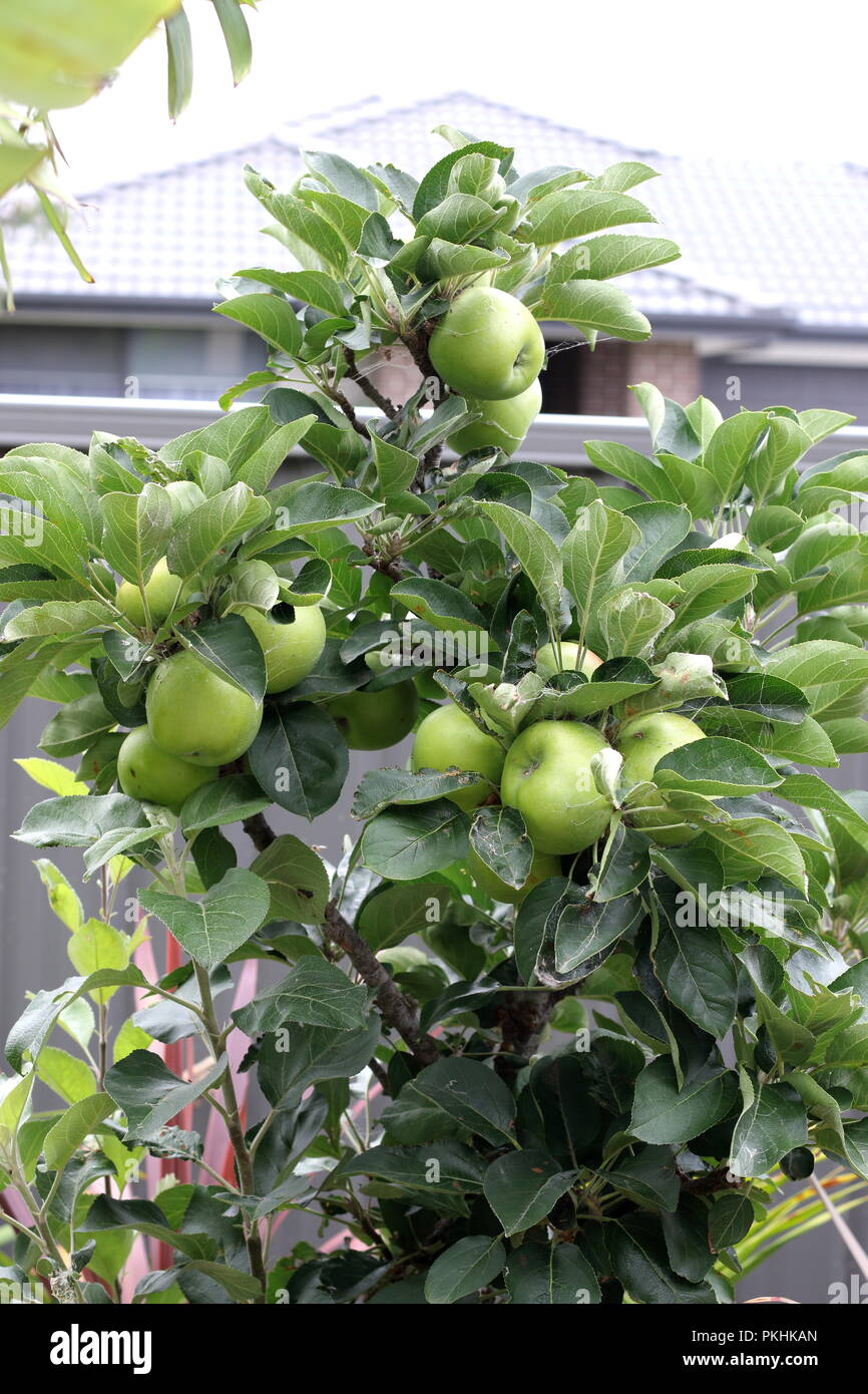 Granny smith green apple on branch immagini e fotografie stock ad alta  risoluzione - Alamy