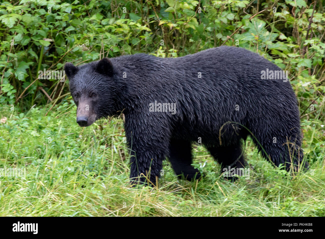 Un orso bruno Ursus arctos, passeggiate lungo la riva di un torrente mentre per la pesca del salmone nel sud-est dell Alaska. Foto Stock