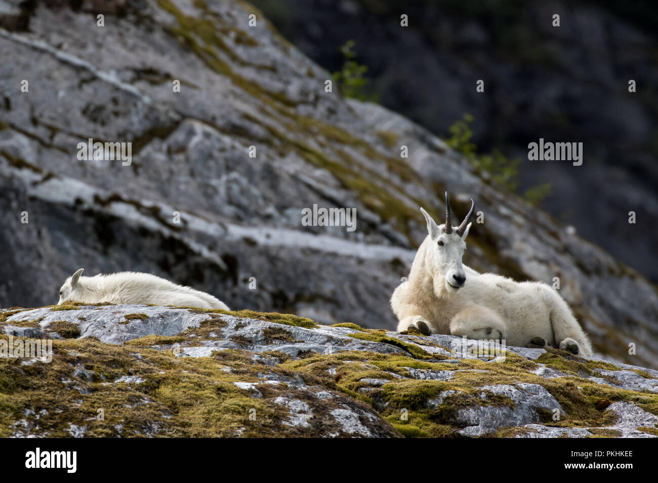 Una capra di montagna si siede sulle rocce al di sopra di Tracy braccio in Alaska sudorientale Foto Stock