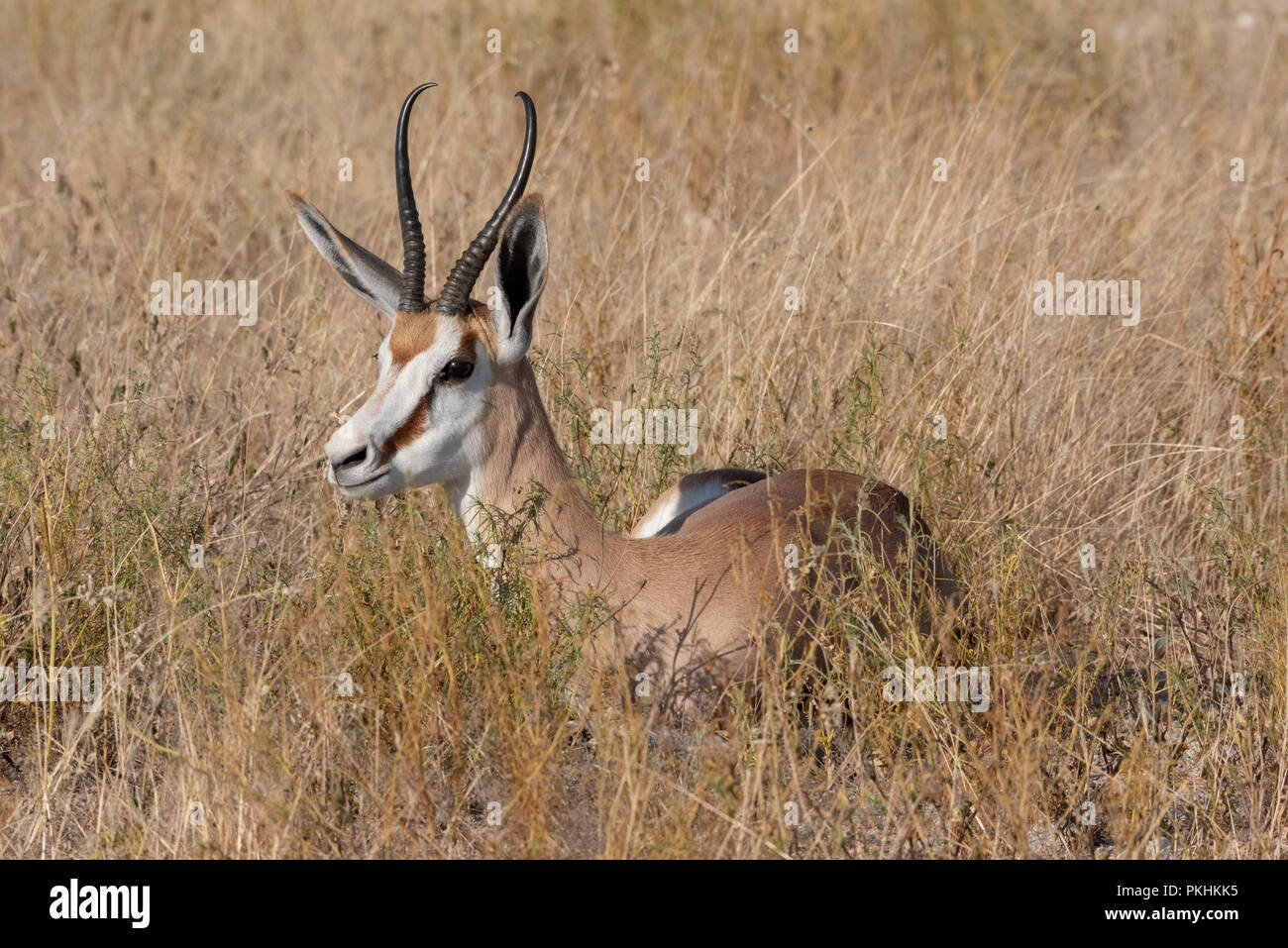 Unico Springbok gazzella giacente bassa in alta erba gialla, il Parco Nazionale di Etosha, Namibia Foto Stock