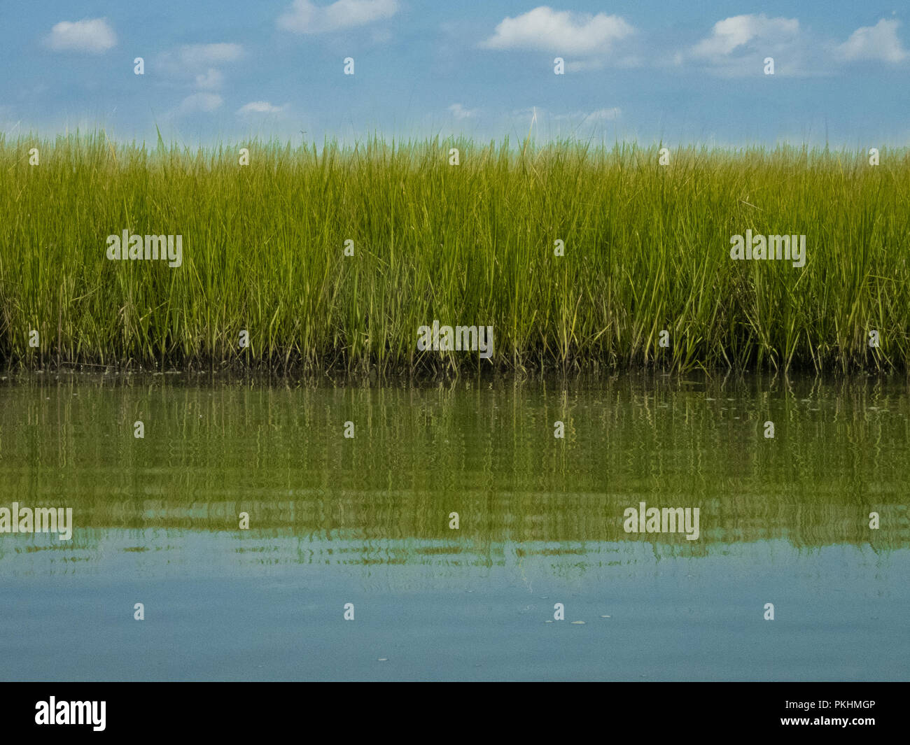 Verde brillante di erba di mare riflette calma acqua cielo blu nubi Foto Stock