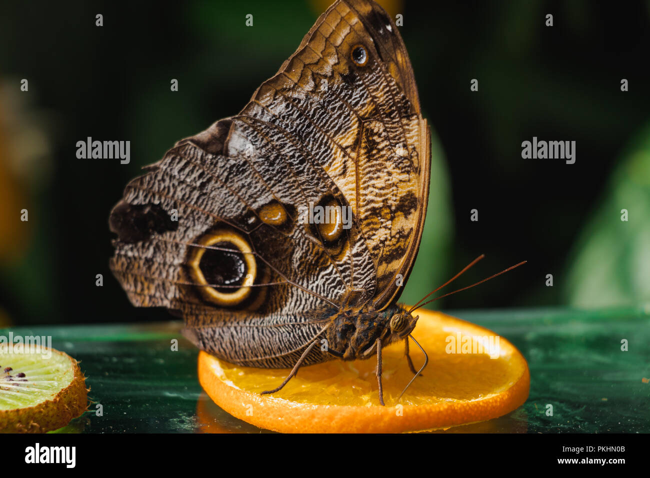 Farfalla civetta su una fetta d'arancia. Sfondo verde. Fetta di kiwi Foto Stock