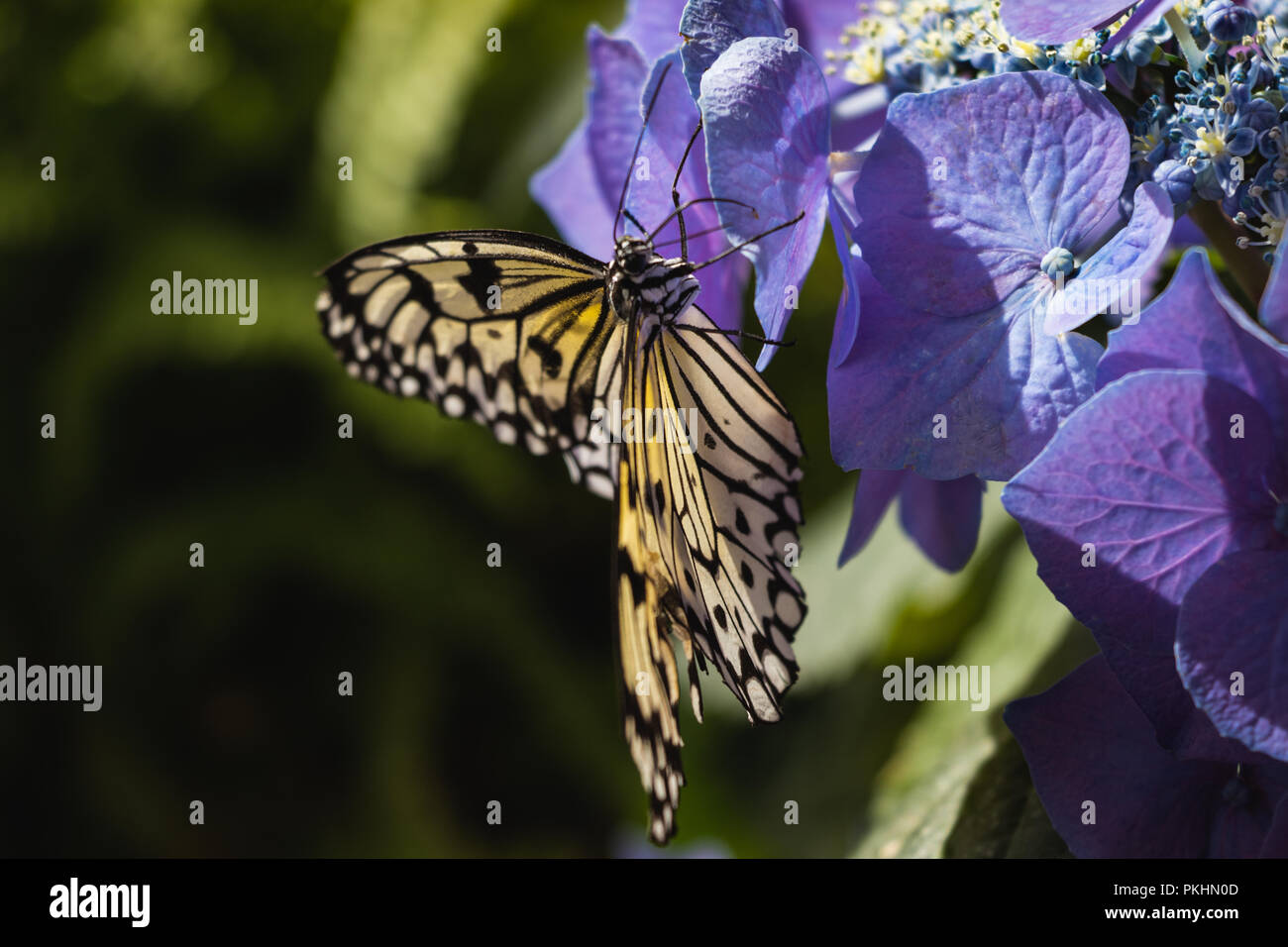 Farfalla a coda di rondine su un viola fiore ortensie e sfondo verde Foto Stock