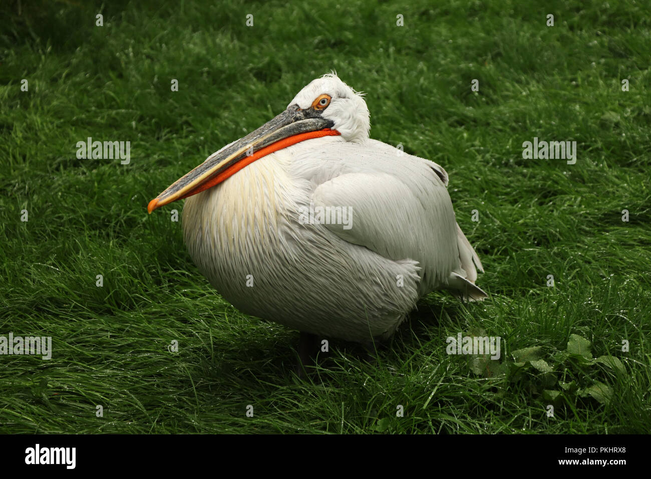 Spot-fatturati pelican seduto su erba nel freddo mattino. Egli in attesa di qualche pesce o qualche altro cibo. Grande becco con striscia rossa Foto Stock