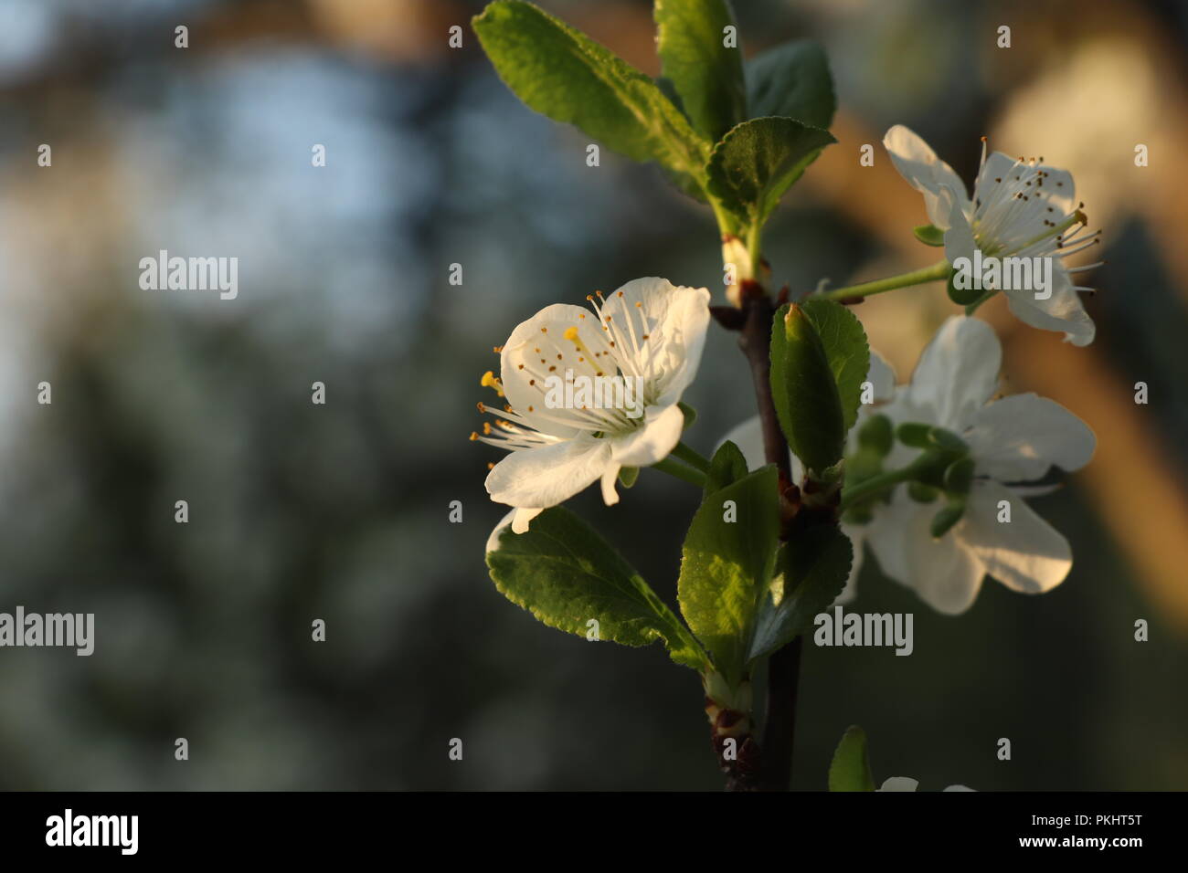 Un bellissimo e nuovo inizio su questa primavera. Nuova filiale con molti fiori di apple. Molti di Apple per mangiare sarà. Il verde delle foglie e la sfocatura sullo sfondo Foto Stock