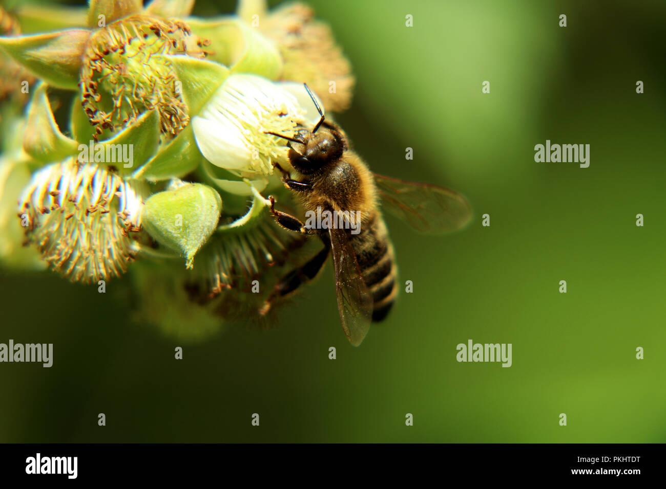 Un dettaglio sulla testa del miele europea bee, Apis mellifera, impollinatori bloom di lampone. Fare il suo lavoro molto bene. Foto Stock