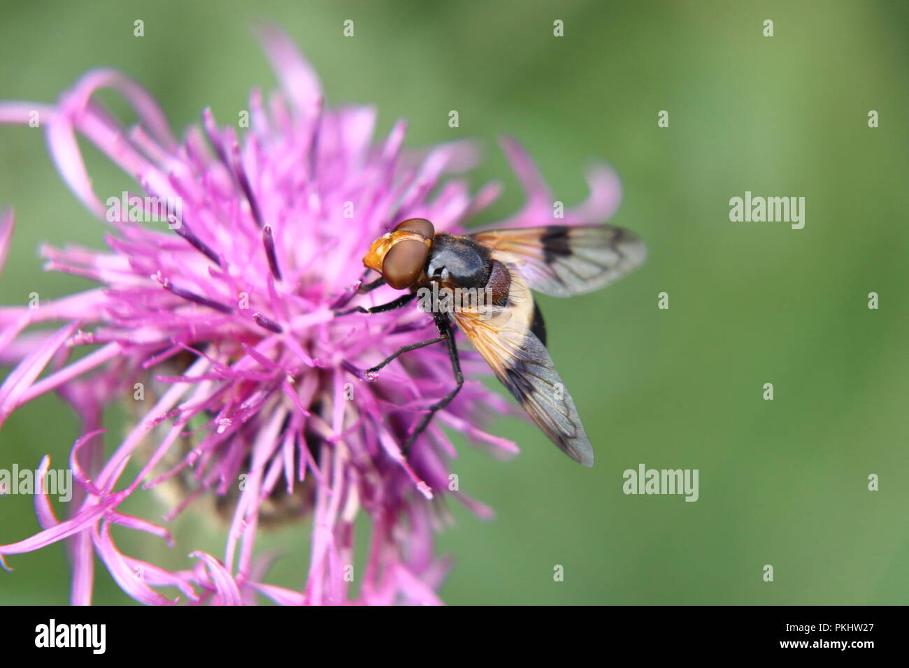Un Volucella pellucens impollinatori trifoglio rosso sulla Slovacchia praterie Foto Stock