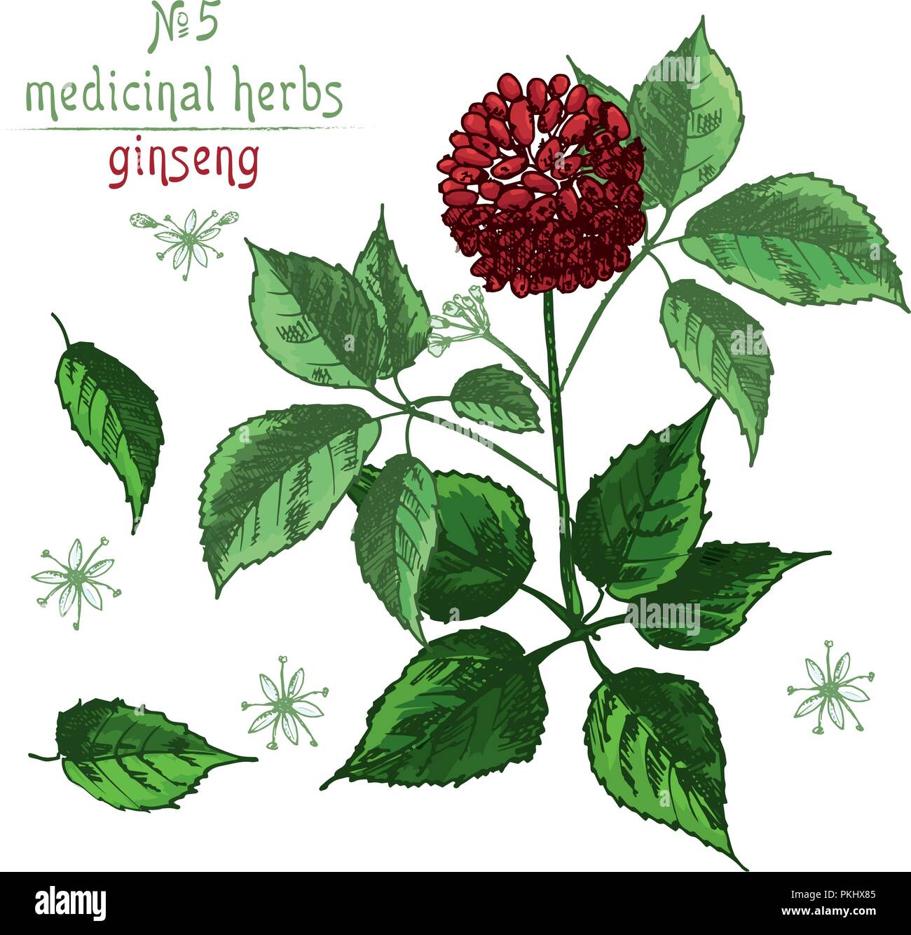 Realistico colore botanico schizzo di radice di ginseng, fiori e frutti di bosco isolato su bianco. floreali raccolta di erbe. La medicina cinese tradizionale impianto. Illustrazione Vettoriale