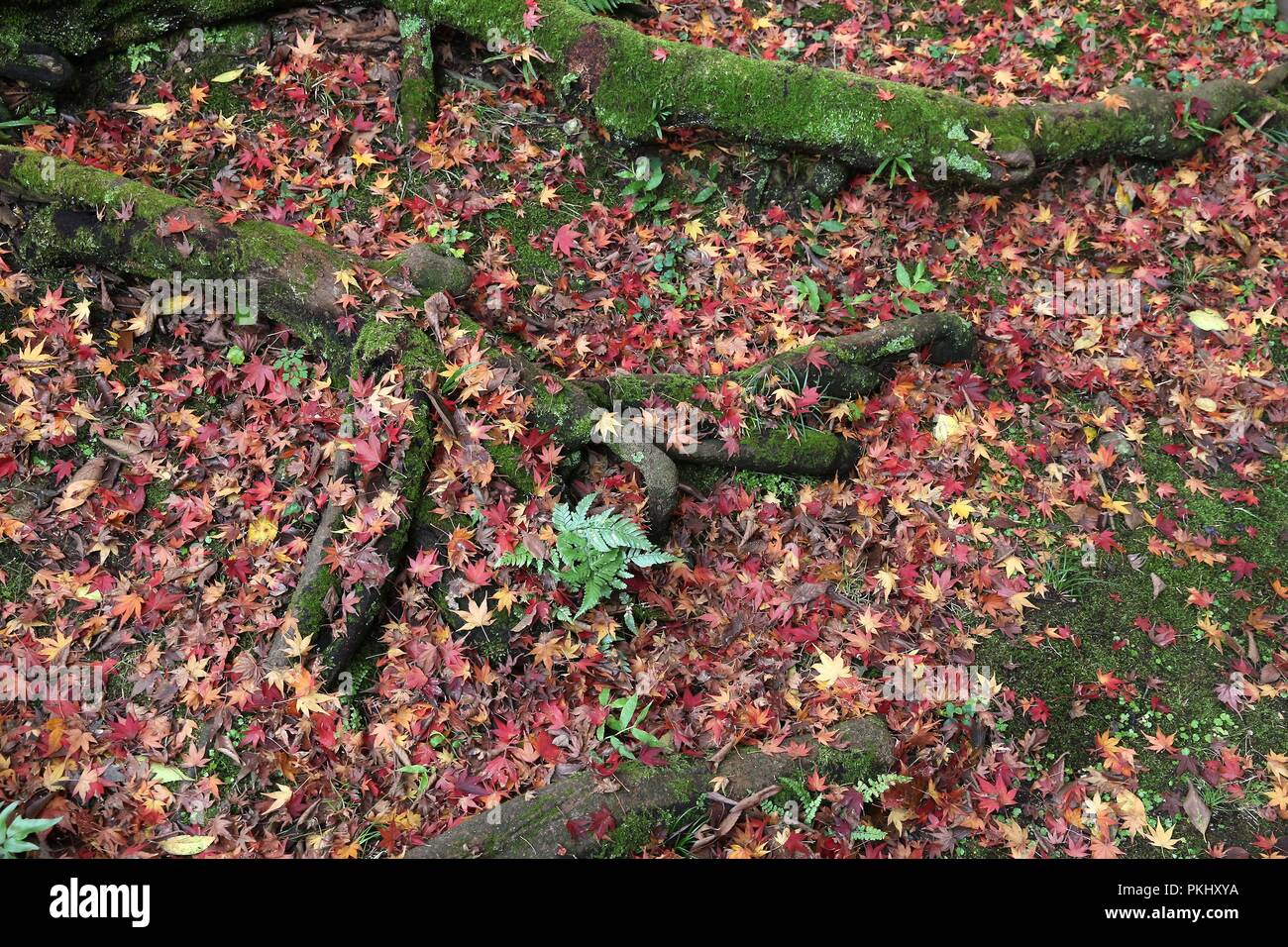 Foglie di autunno in Giappone - rosso momiji foglie (acero) in Kyoto. Foto Stock