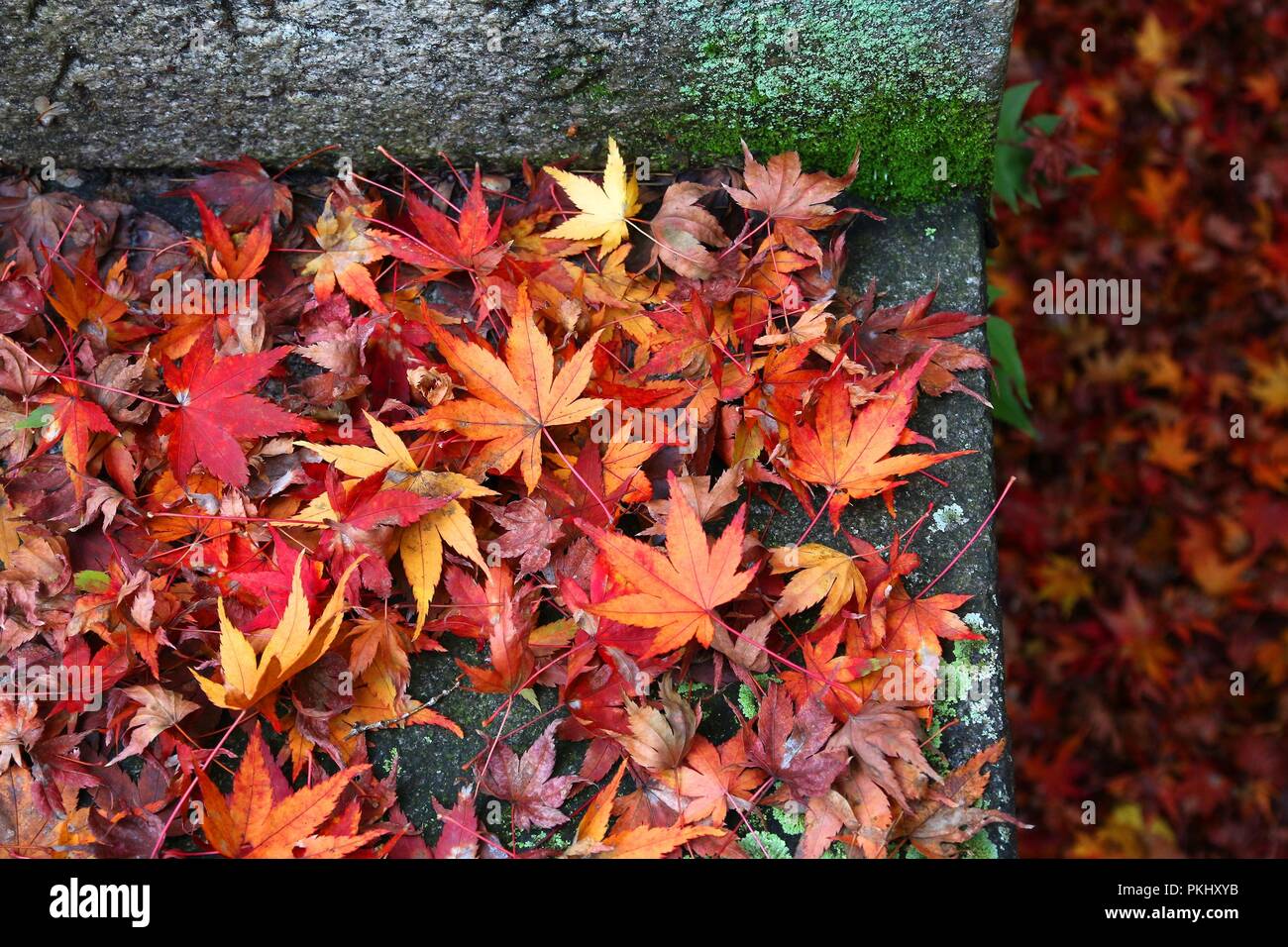 Foglie di autunno in Giappone - rosso momiji foglie (acero) in Kyoto. Foto Stock