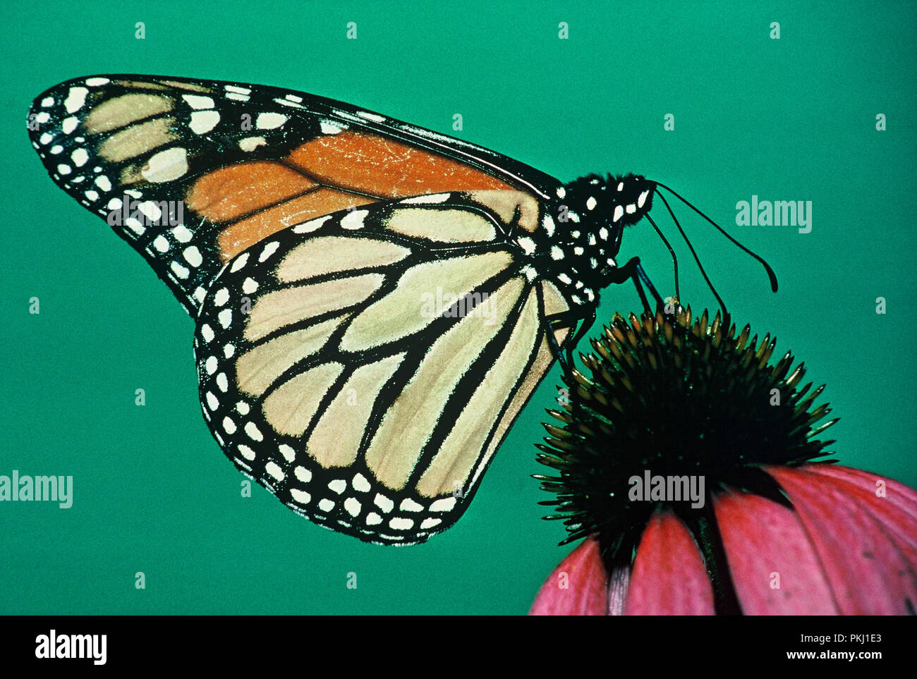 Schmetterling im Garten vom Familiensitz der Bismarcks Schloss Friedrichsruh nahe Amburgo, Deutschland 2006. Butterfly nel giardino della residenza di famiglia di Bismarck Schloss Friedrichsruh vicino ad Amburgo, Germania 2006. Foto Stock