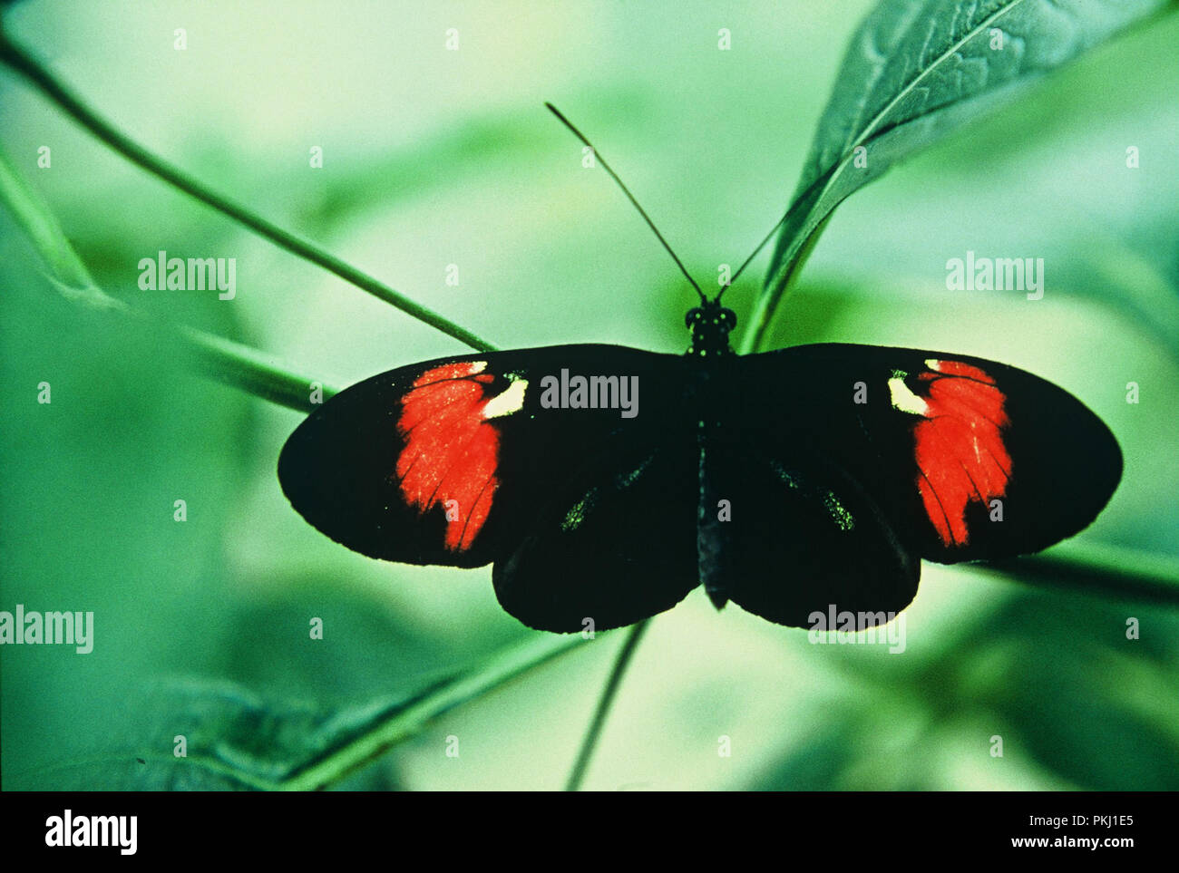 Schmetterling im Garten vom Familiensitz der Bismarcks Schloss Friedrichsruh nahe Amburgo, Deutschland 2006. Butterfly nel giardino della residenza di famiglia di Bismarck Schloss Friedrichsruh vicino ad Amburgo, Germania 2006. Foto Stock