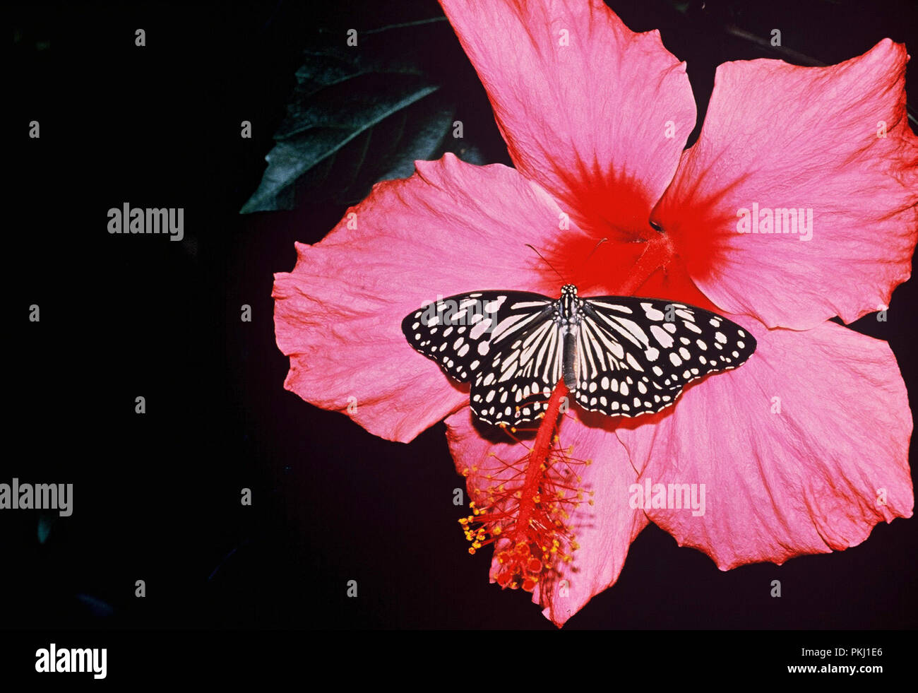 Schmetterling im Garten vom Familiensitz der Bismarcks Schloss Friedrichsruh nahe Amburgo, Deutschland 2006. Butterfly nel giardino della residenza di famiglia di Bismarck Schloss Friedrichsruh vicino ad Amburgo, Germania 2006. Foto Stock