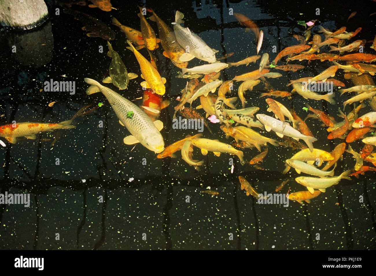 Koi Karpfen Teich im Garten vom Familiensitz der Bismarcks Schloss Friedrichsruh nahe Amburgo, Deutschland 2006. Carpe Koi pond nel giardino della residenza di famiglia di Bismarck Schloss Friedrichsruh vicino ad Amburgo, Germania 2006. Foto Stock