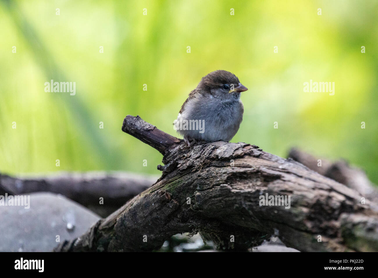 I capretti casa passero (passer di domestici) arroccato in ambiente naturale circostante con verde sfondo bokeh di fondo Foto Stock