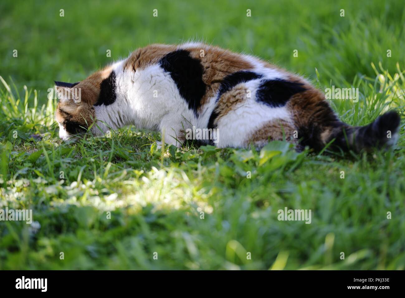 Tricolore cat passeggiate su un prato soleggiato Foto Stock