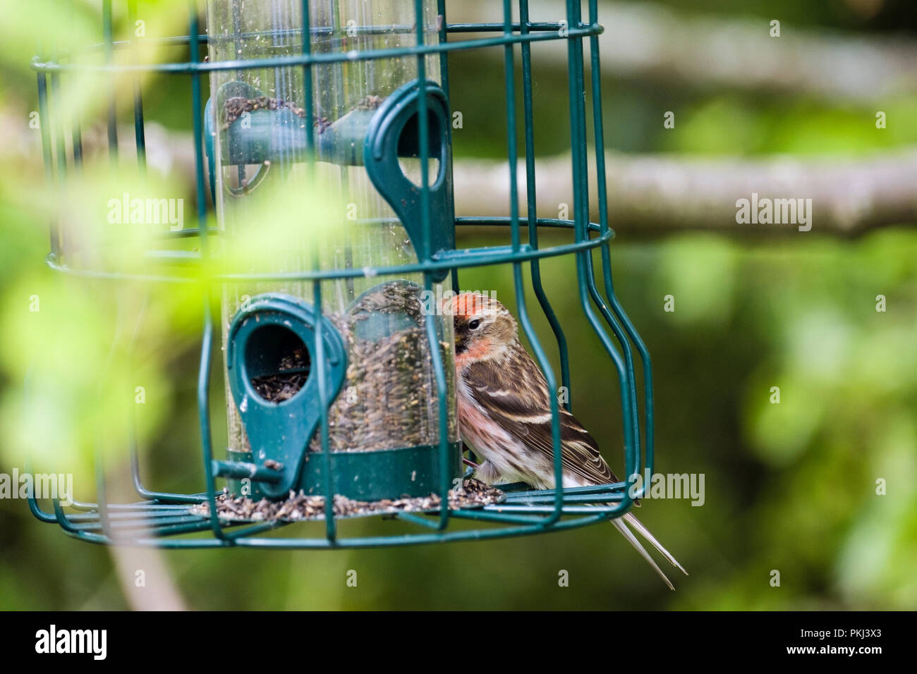 Comune (Redpoll Carduelis flammea) maschio finch nella primavera del piumaggio su un giardino degli uccelli alimentatore di sementi in una siepe. Il Galles del Nord, Regno Unito, Gran Bretagna Foto Stock