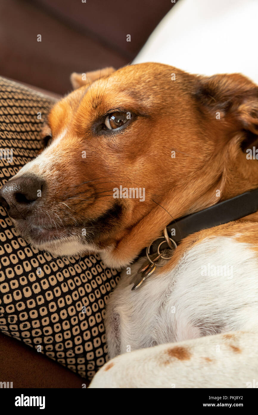 Mix Mischevious terrier cane Foto Stock