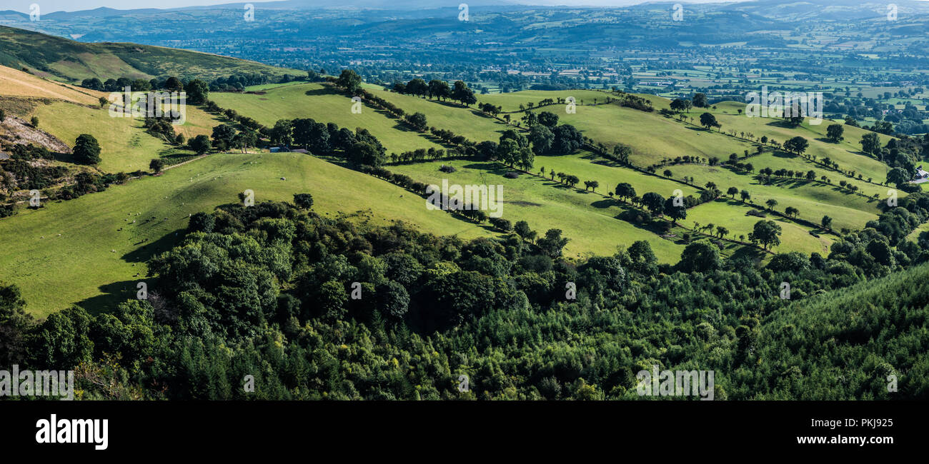 Pastural scena di campi e siepi su una collina gallese con pecore. Foto Stock