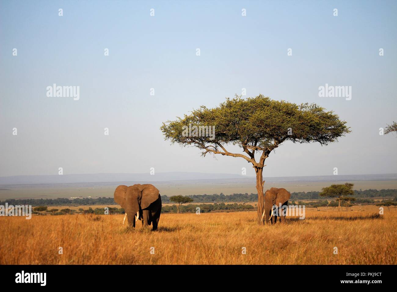 Triangolo di Mara Foto Stock