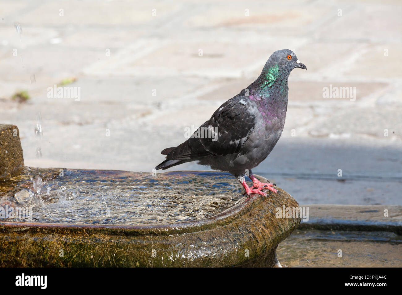 Rock pigeon, Columba livia, su di una fontana di acqua, Murano, Italia. Chiamato anche il colombaccio e piccione comune. Chiudere fino giù dettaglio Foto Stock