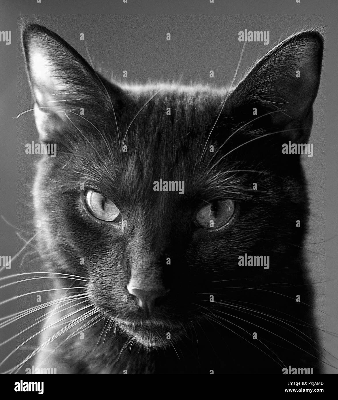 Ritratto di un bel gatto nero di guardare direttamente la telecamera realizzato a raggi infrarossi e convertito argento bianco e nero monocromatico Foto Stock