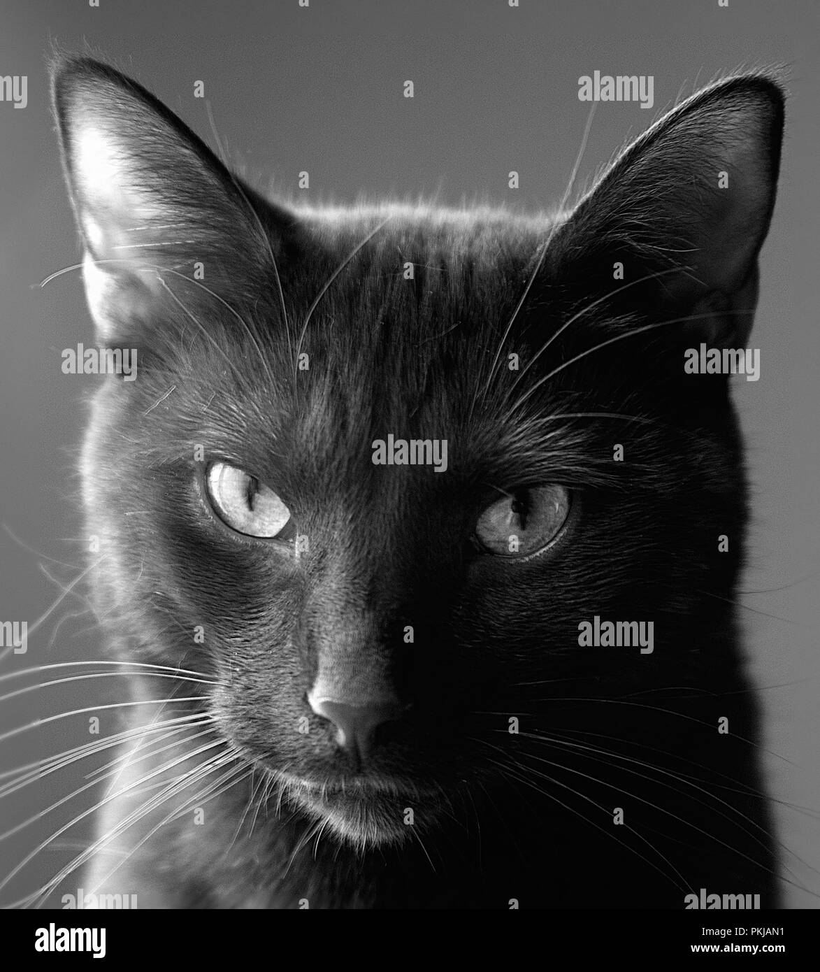 Ritratto di un bel gatto nero di guardare direttamente la telecamera realizzato a raggi infrarossi e convertito argento bianco e nero monocromatico Foto Stock