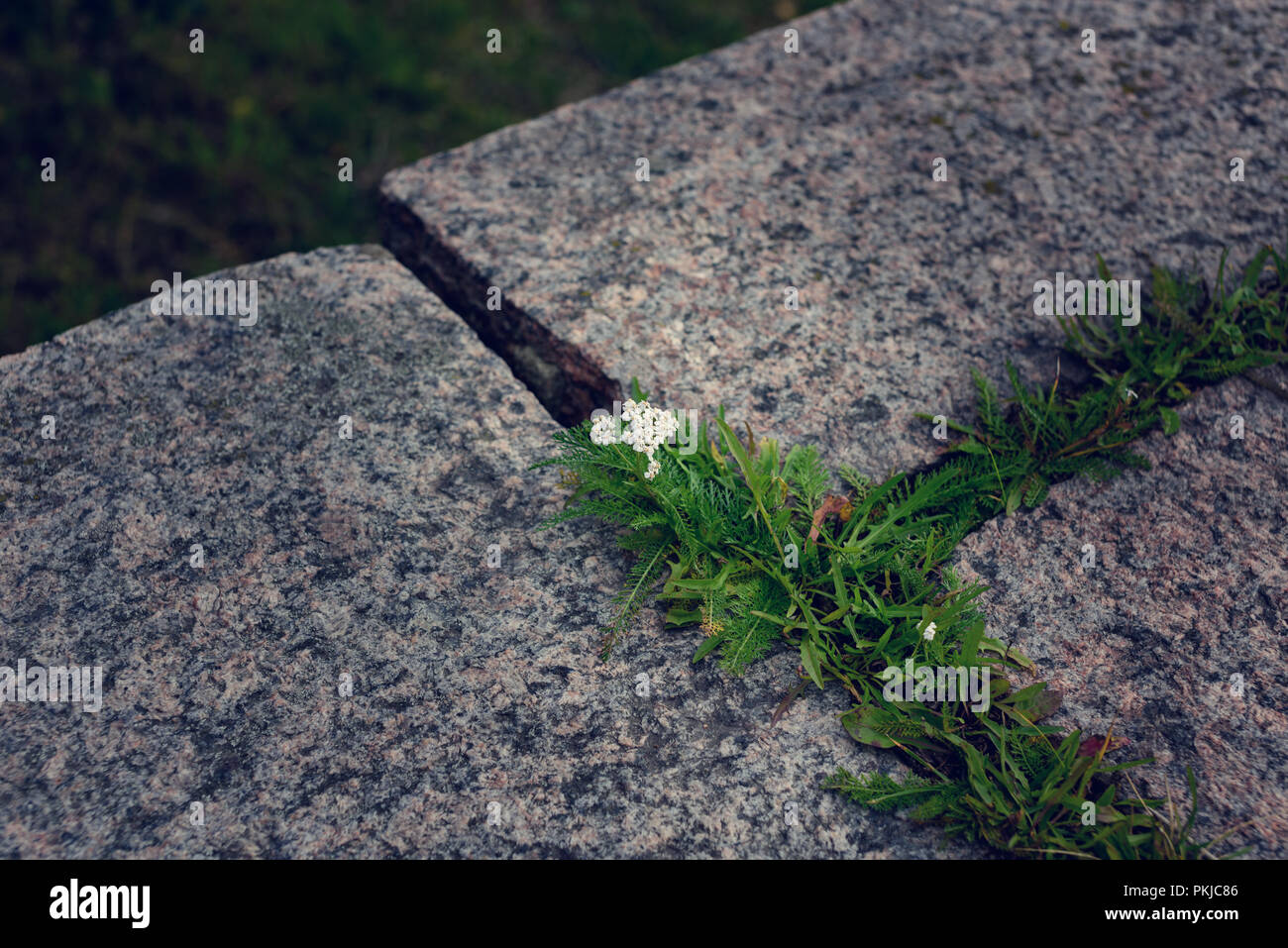 Piccoli fiori di colore bianco e verde erba cresciuti tra grandi pietre grigie. Interessante la fotografia come sfondo e sfondo. Foto Stock